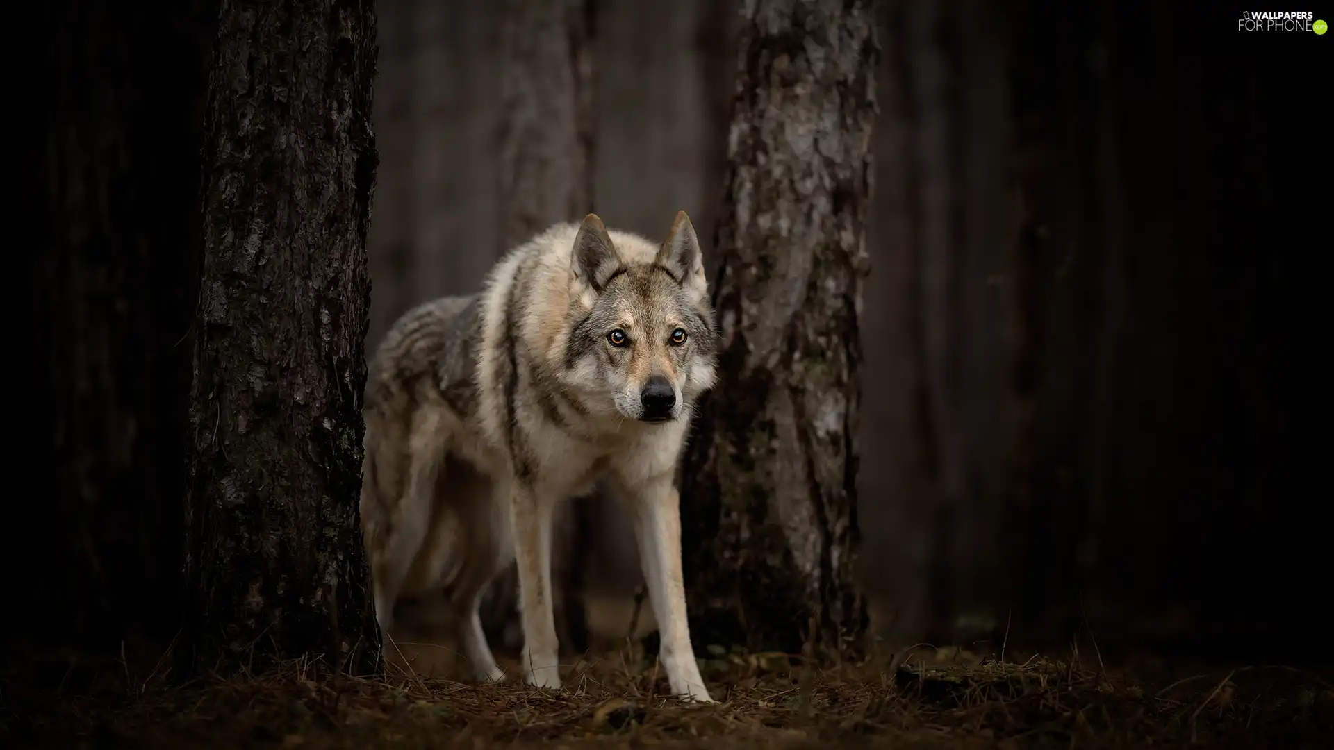 forest, dog, viewes, litter, trees, Czechoslovakian Wolfdog