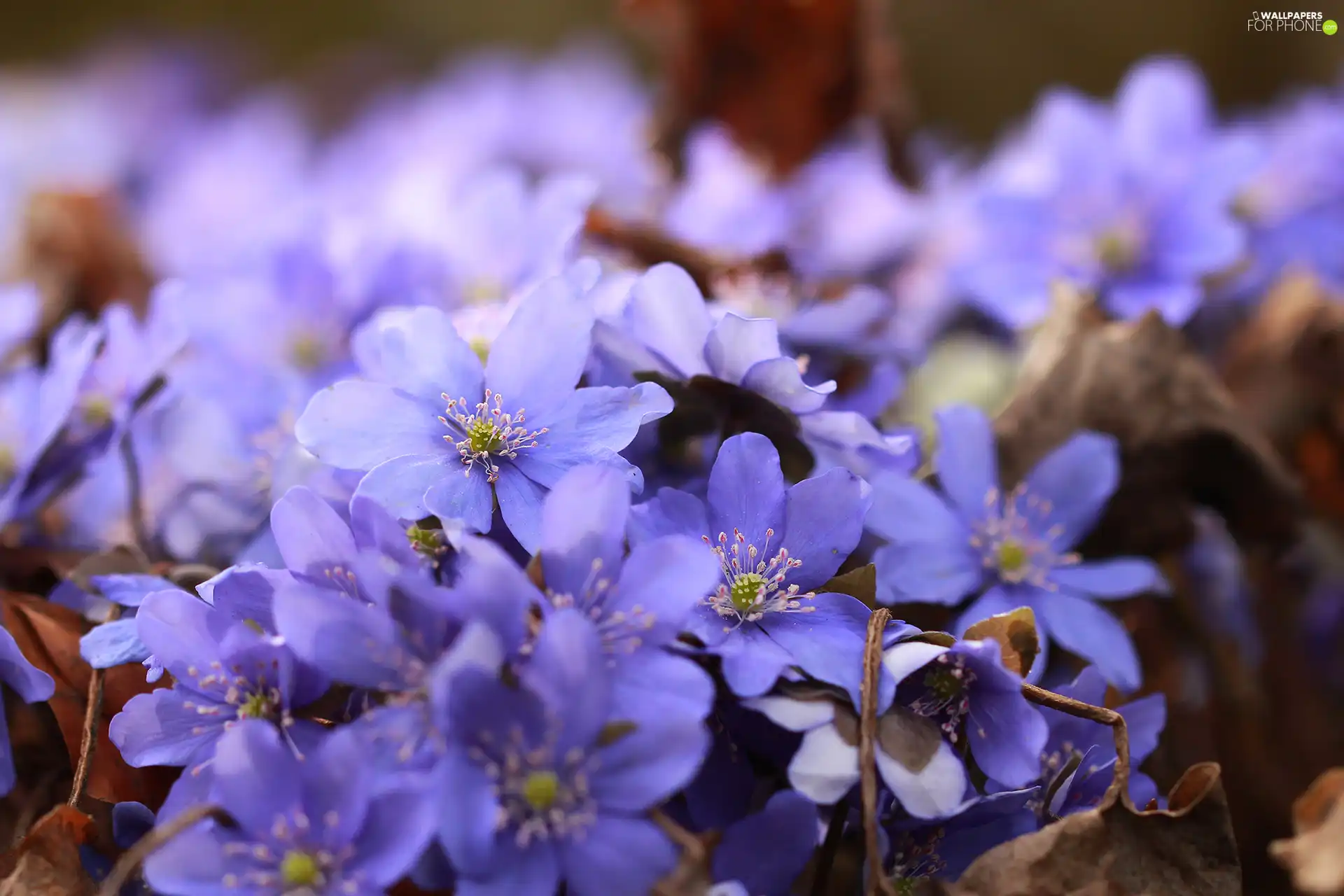 Liverworts, lilac, Flowers