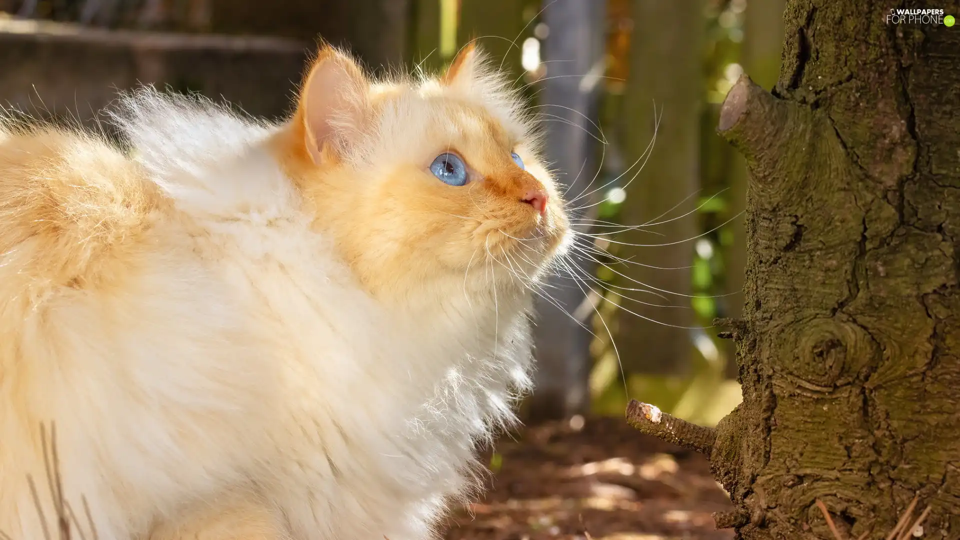 cat, Blue Eyed, Longhaired