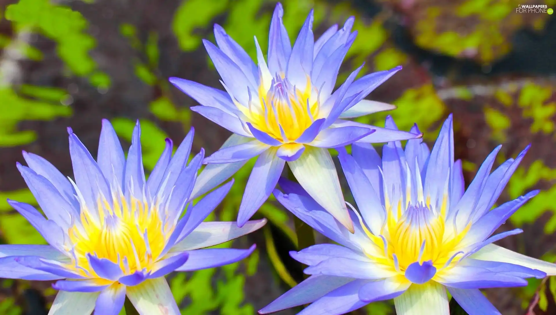 Blue, Water lilies