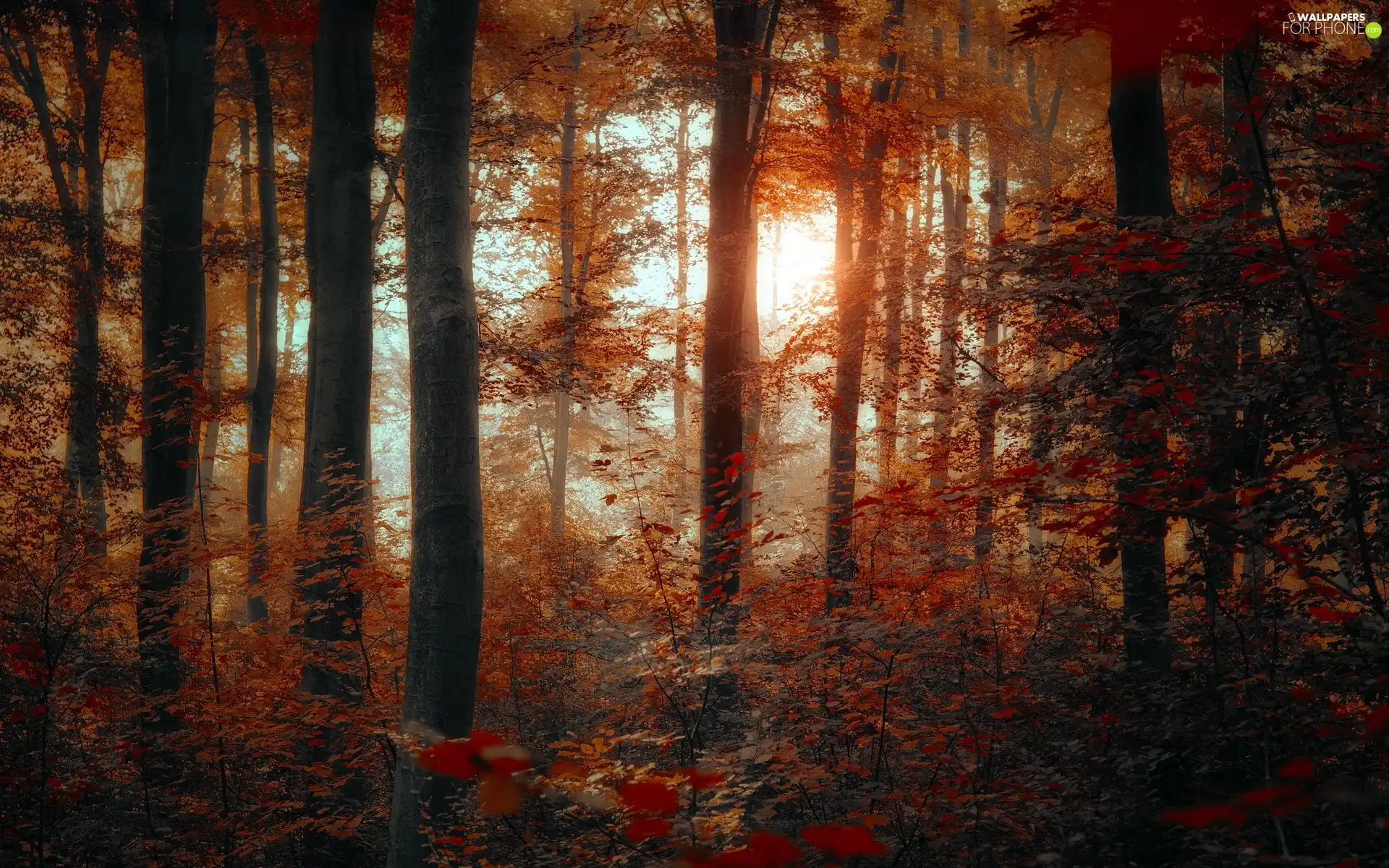 flash, ligh, forest, sun, Przebijające, luminosity, autumn