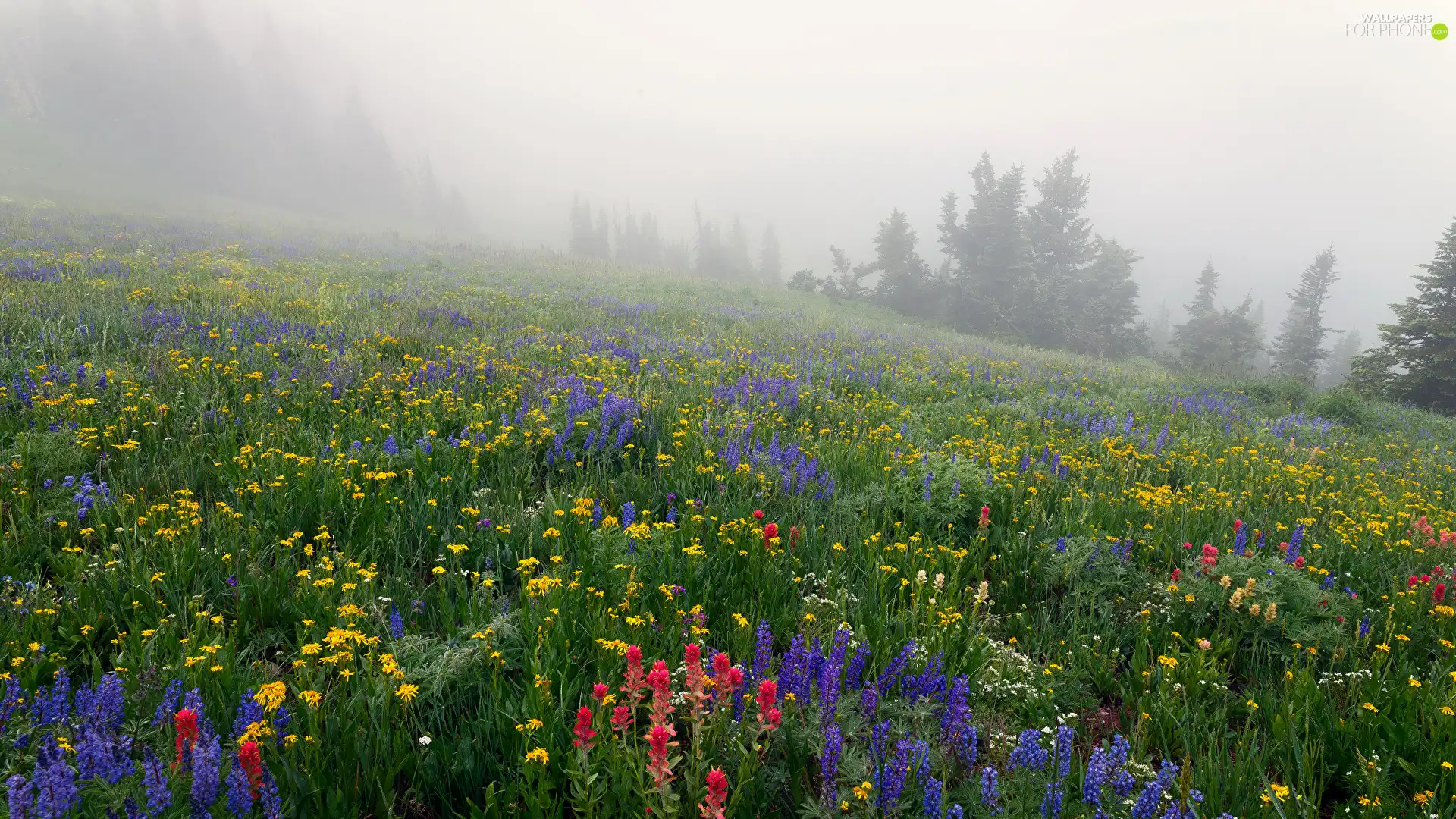 Hill, Flowers, trees, lupine, Meadow, Fog, viewes