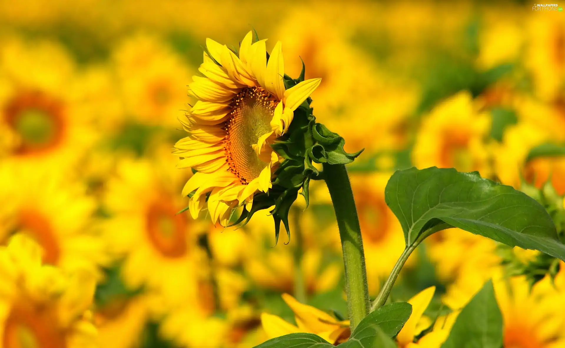 Sunflowers, Macro