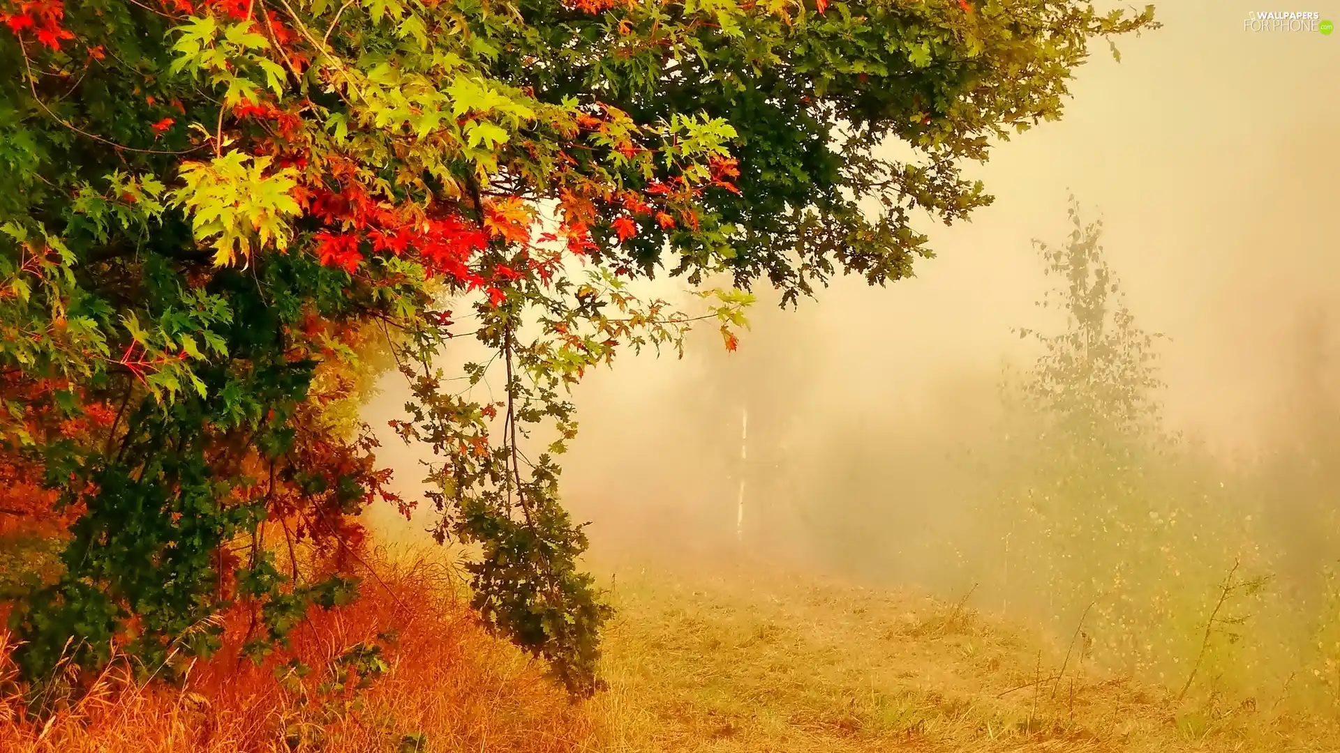 maple, autumn, Park