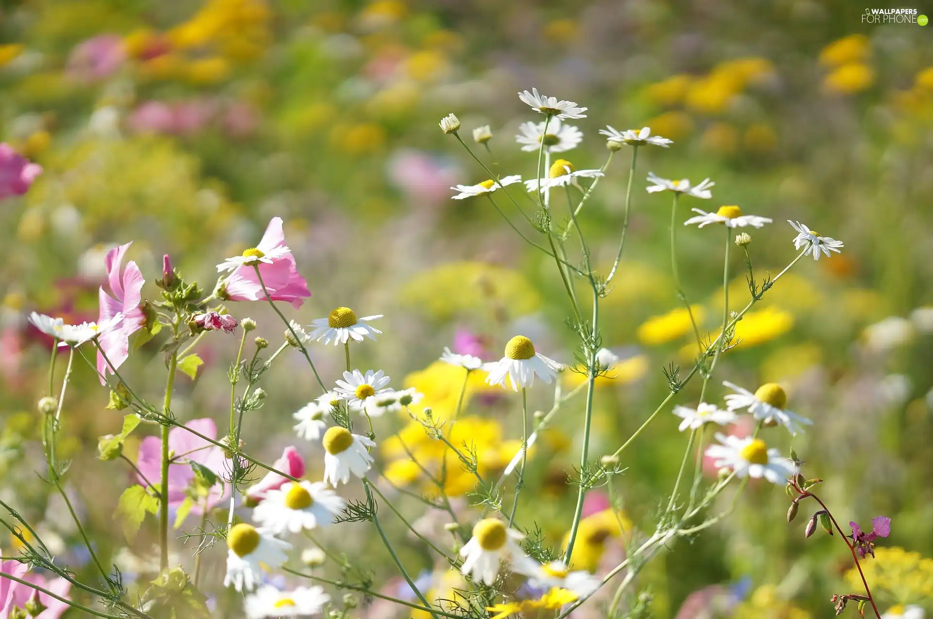 Meadow, Flowers, chamomile