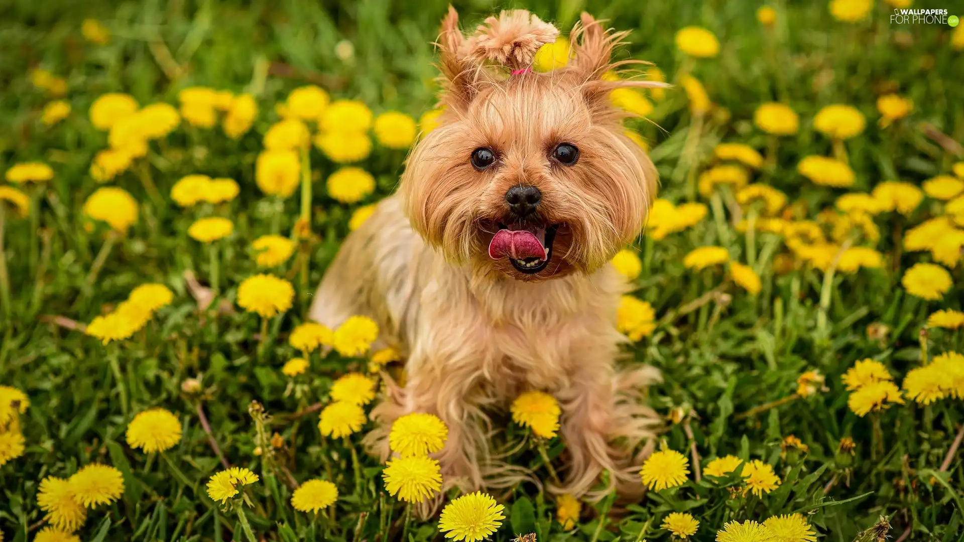 Flowers, dog, grass, Meadow, dandelions, Yorkshire Terrier