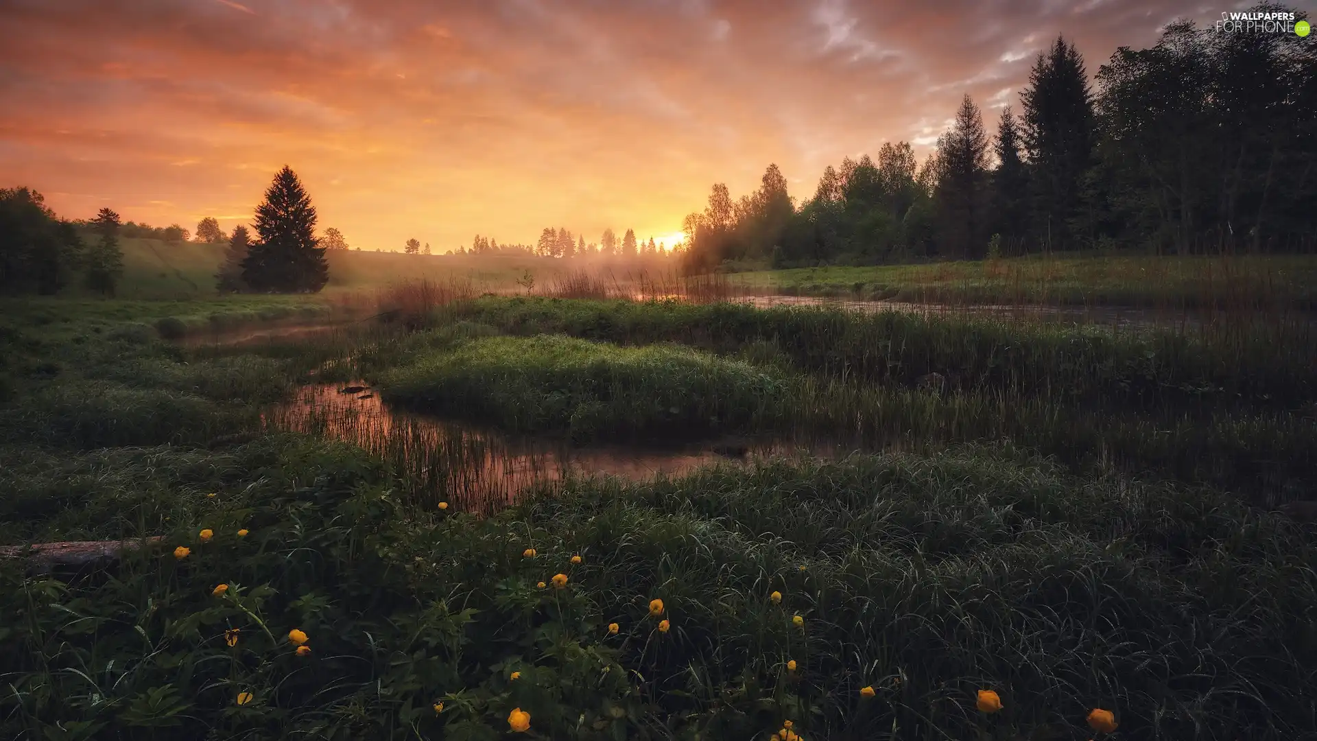 trees, Sunrise, grass, Meadow, viewes, River
