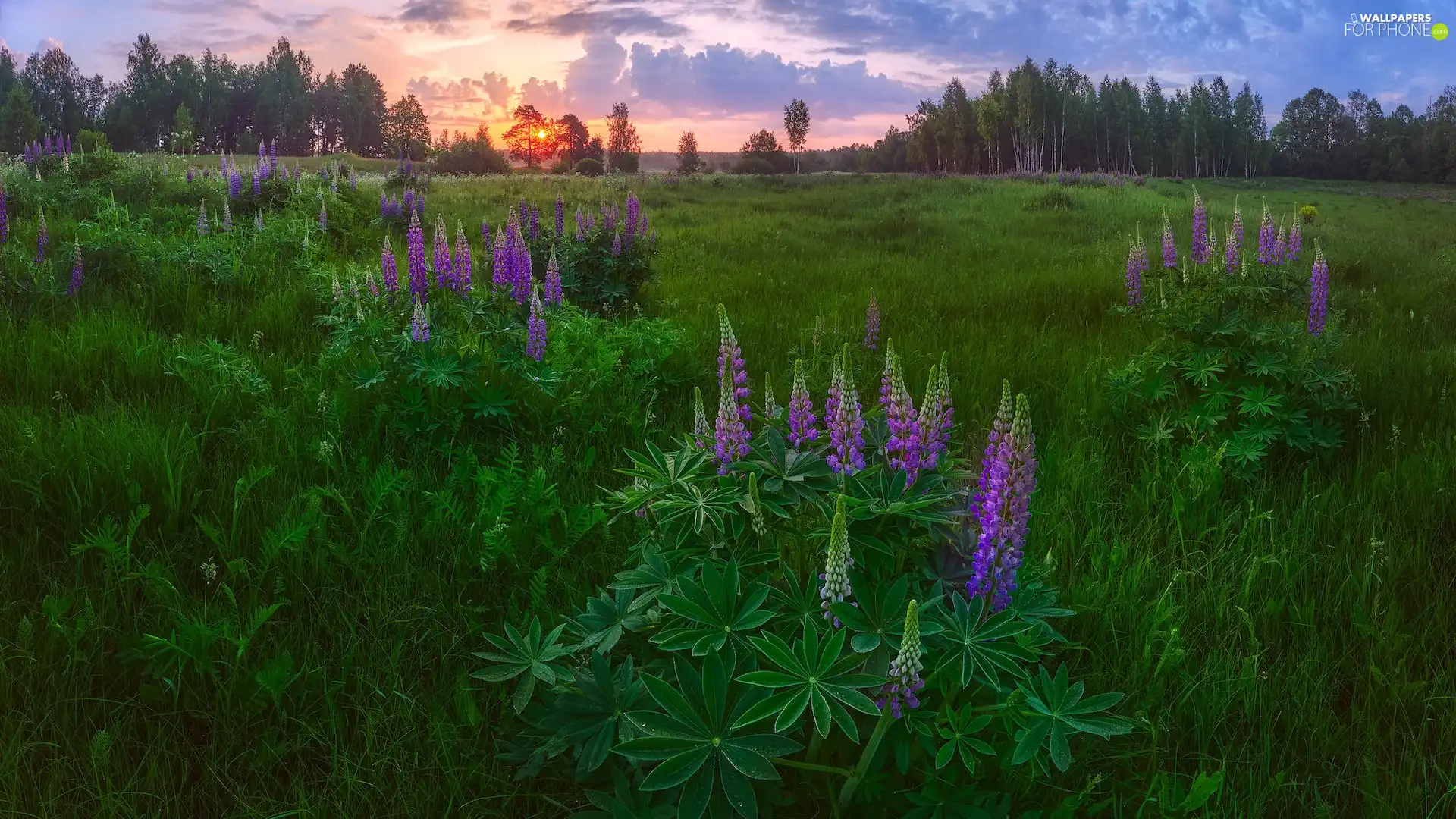 lupine, grass, summer, Meadow, Great Sunsets