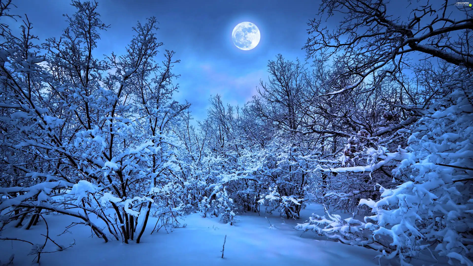 winter, viewes, moon, trees