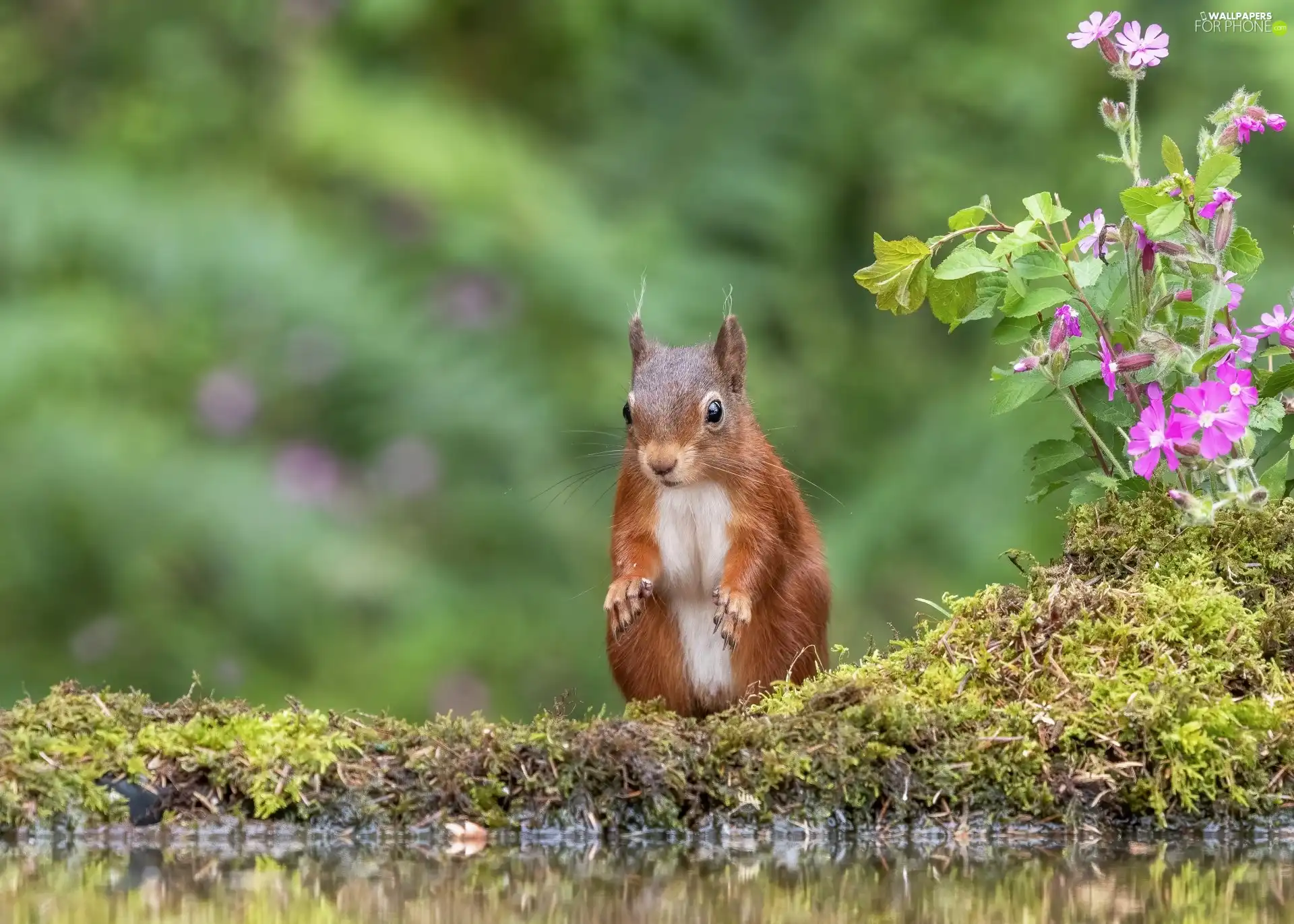 squirrel, water, Flowers, Moss