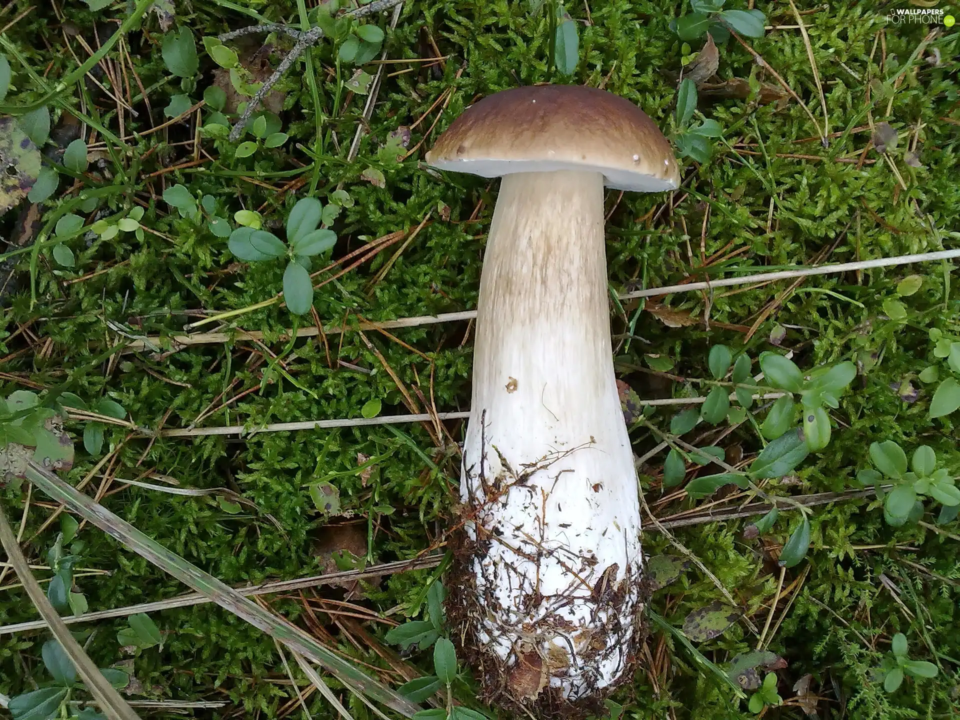 Real mushroom, Hat, mosses, leg