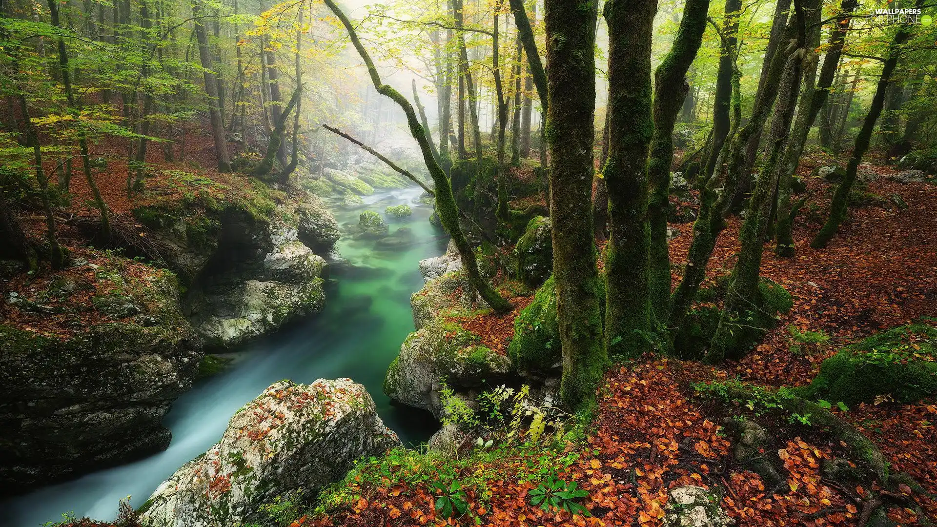 trees, forest, River, mossy, Green, viewes, rocks