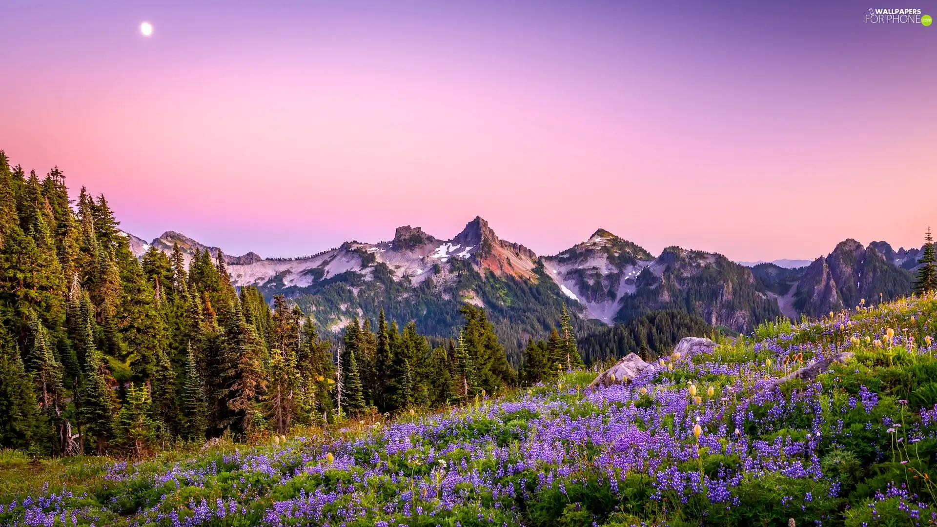Flowers, Mountains, trees, Washington State, viewes, Mount Rainier National Park, moon, The United States, lupine, Meadow