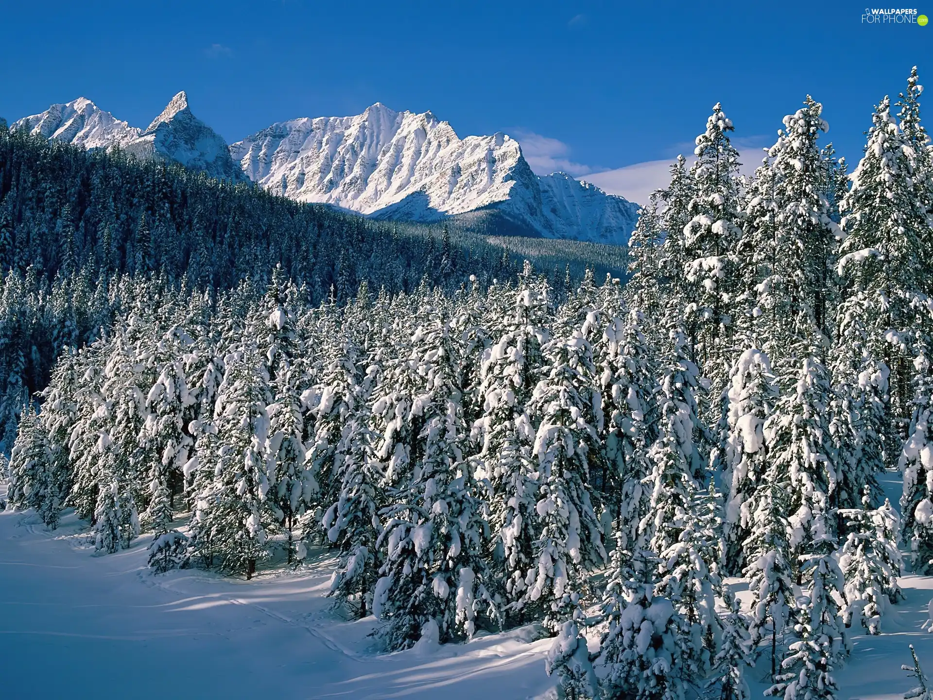 Mountains, winter, forest