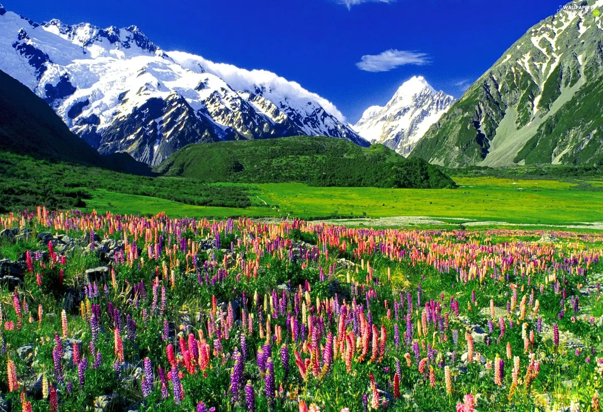 Meadow, Snowy, Mountains, Flowers