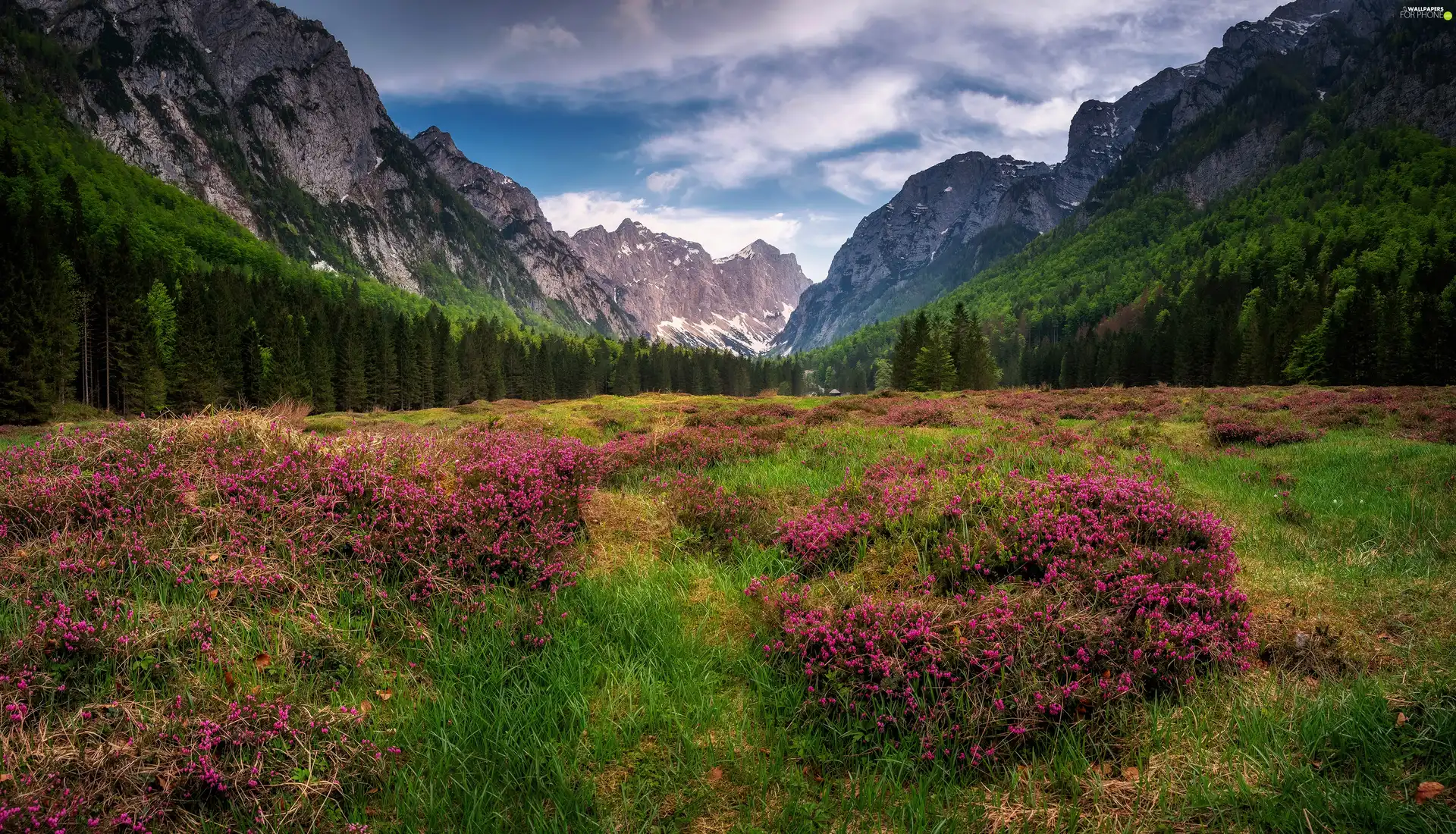 Slovenia, Julian Alps Mountains, Meadow, trees, Flowers, Triglav National Park, Krma Valley, viewes