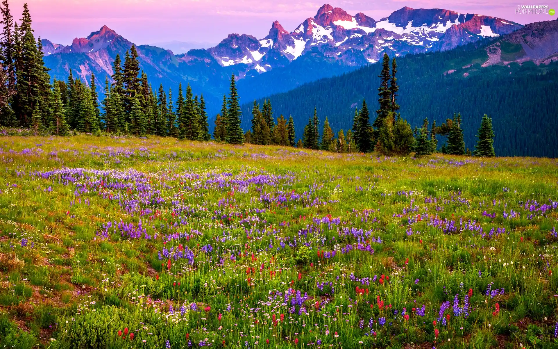 Stratovolcano Mount Rainier, Meadow, Washington State, Flowers, Mountains, Mount Rainier National Park, The United States
