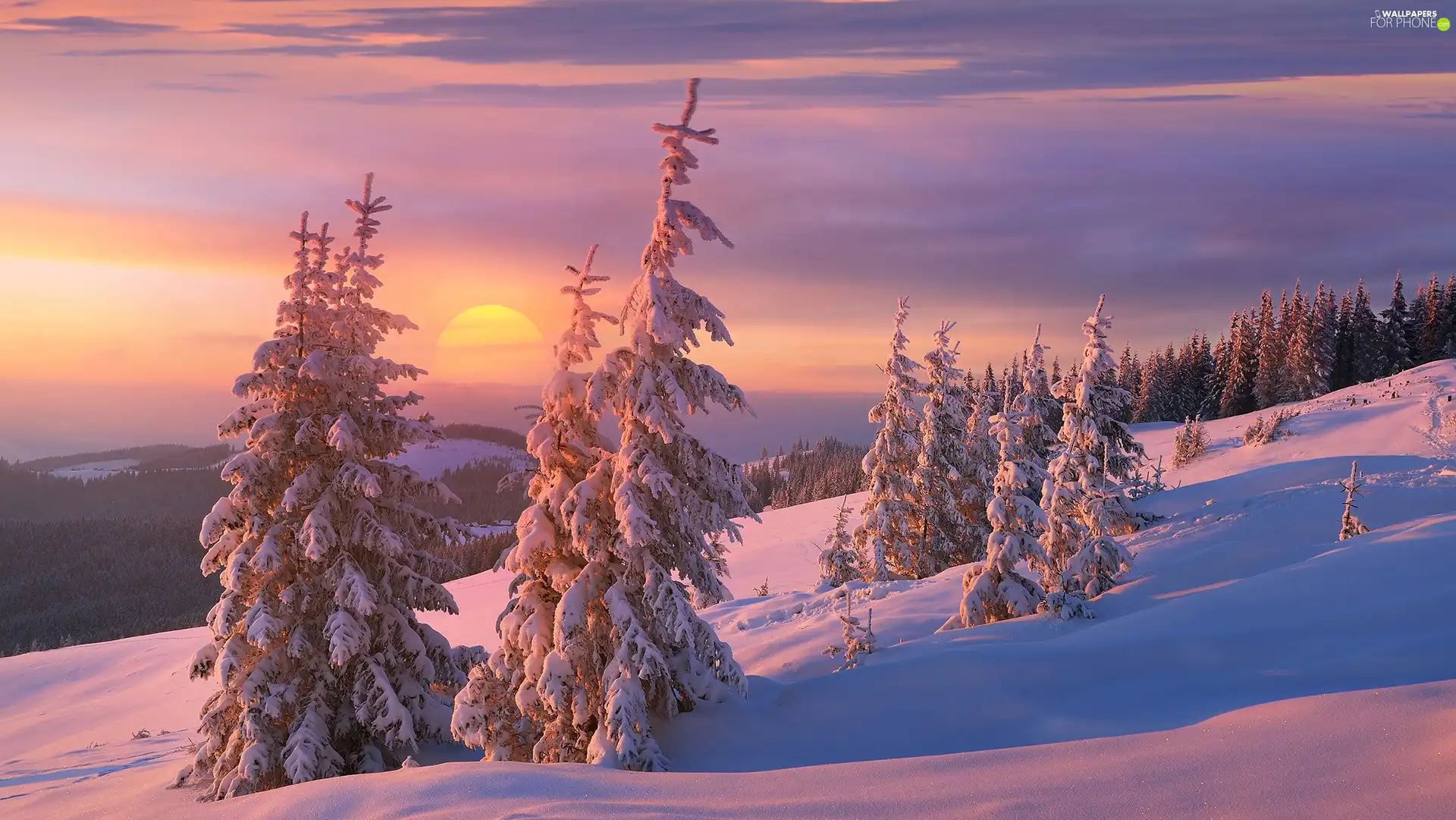 Mountains, winter, Snowy, Spruces, forest, Great Sunsets