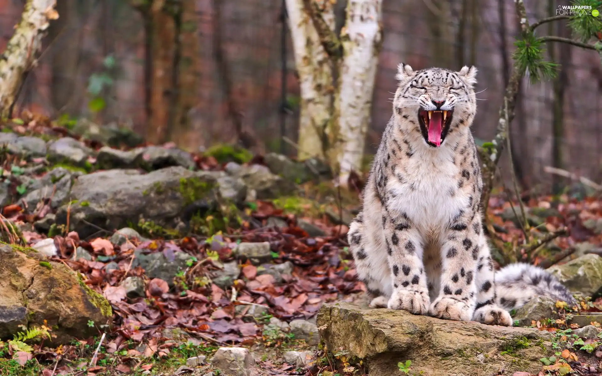 snow leopard, autumn, mouth