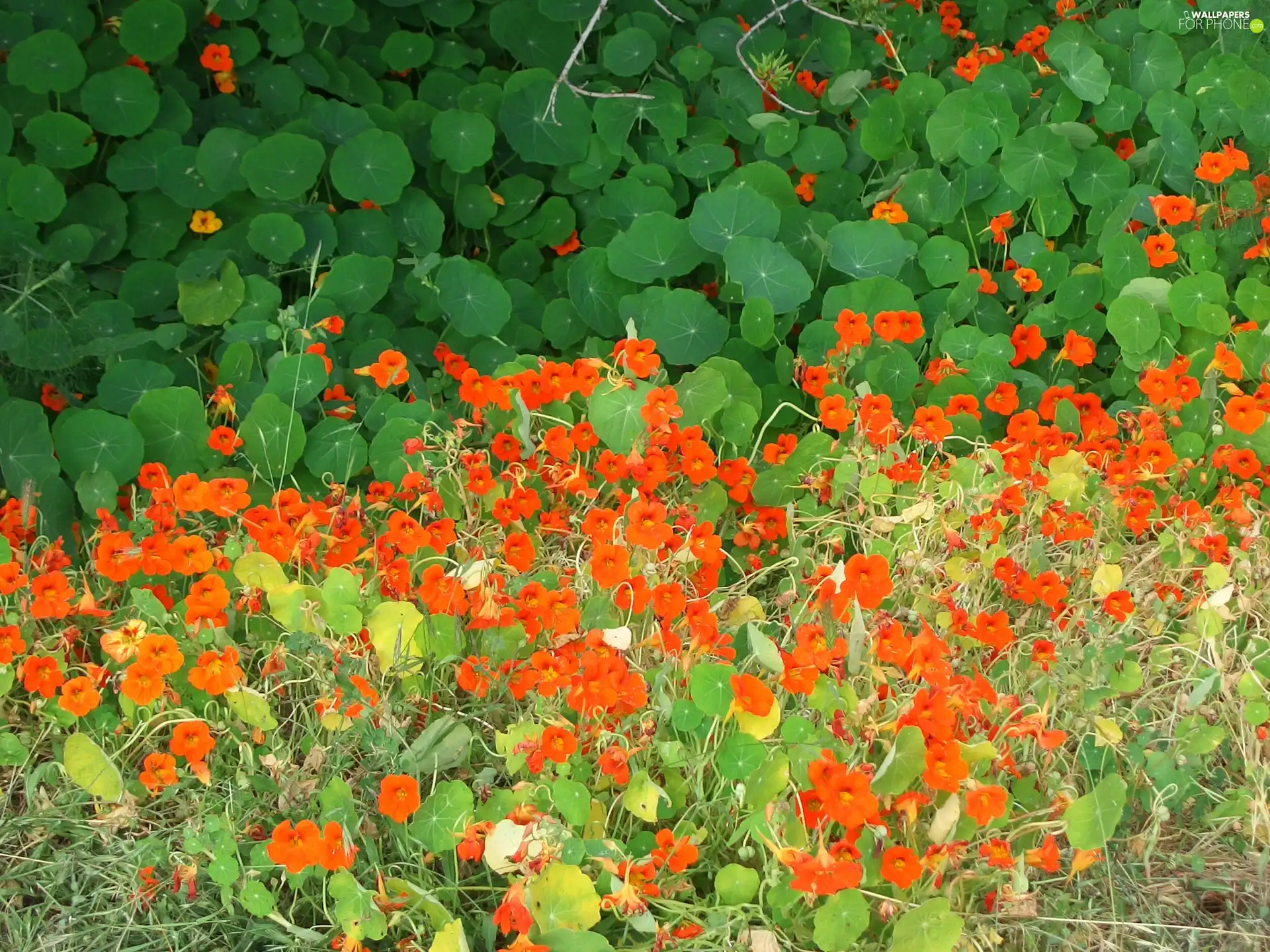 nasturtiums, Orange, Flowers