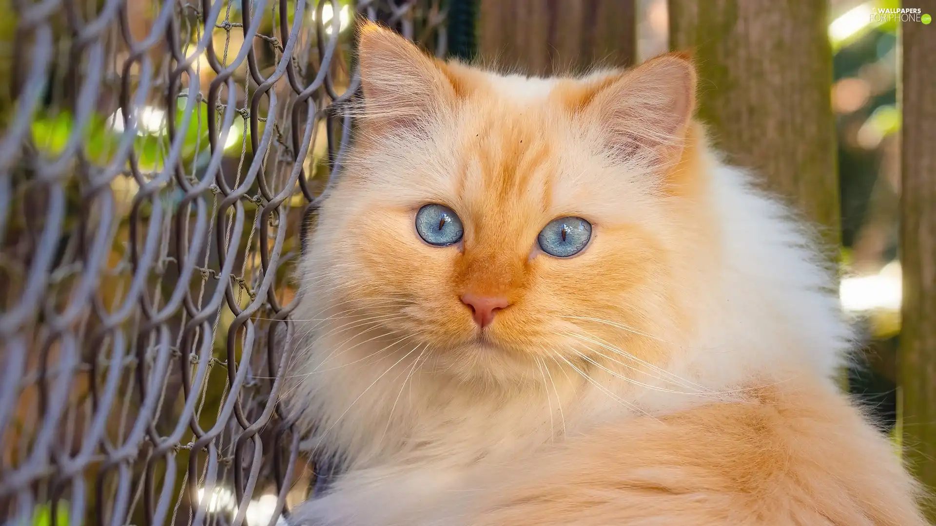fence, net, Blue, Eyes, cat