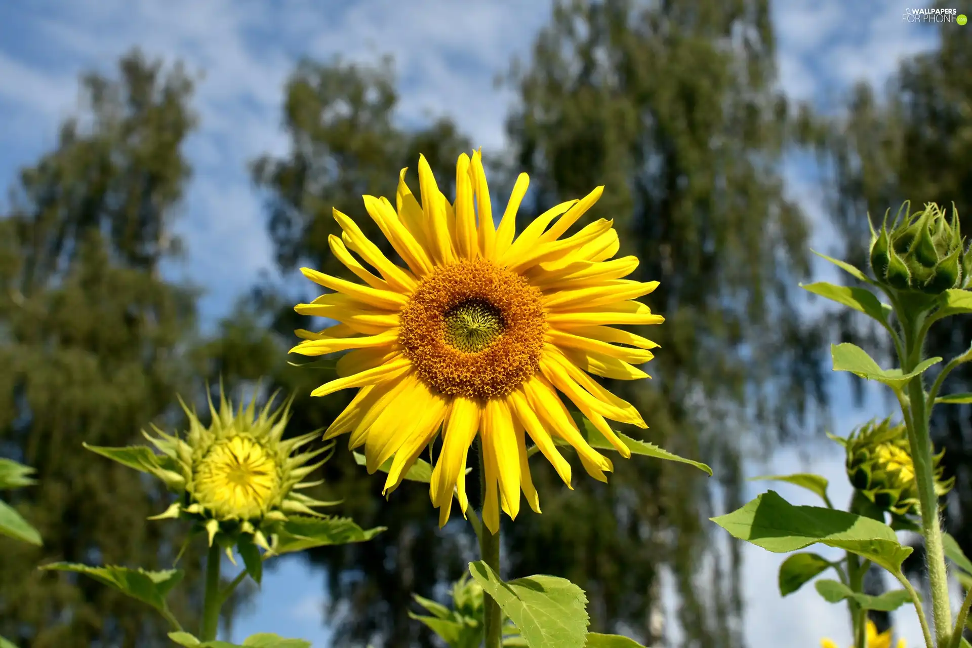 viewes, blurry background, Nice sunflowers, trees, Flowers