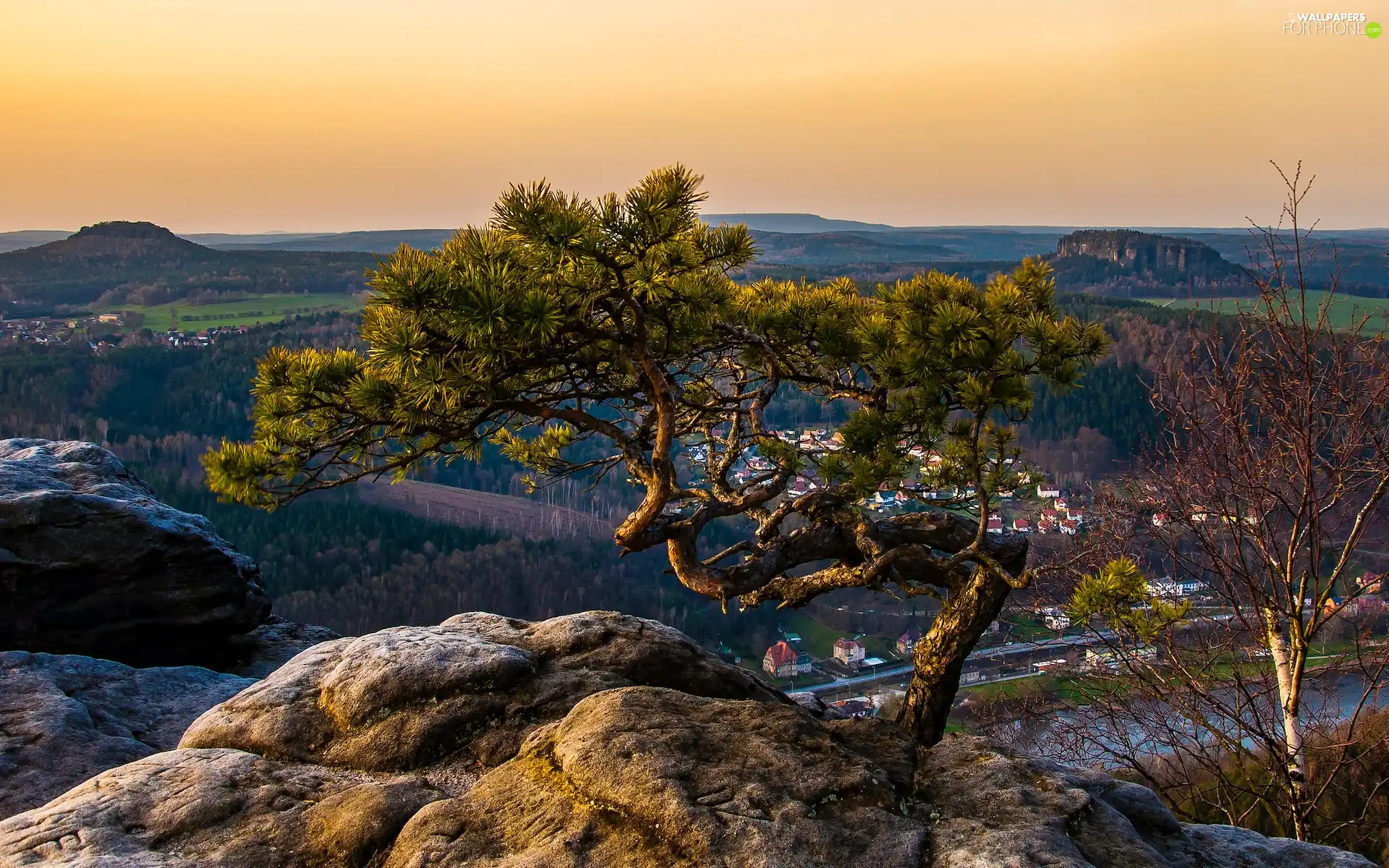 Saxony, Germany, Saxon Switzerland National Park, Děčínská vrchovina, pine, Rocks, Sunrise, trees, Lilienstein Mountain