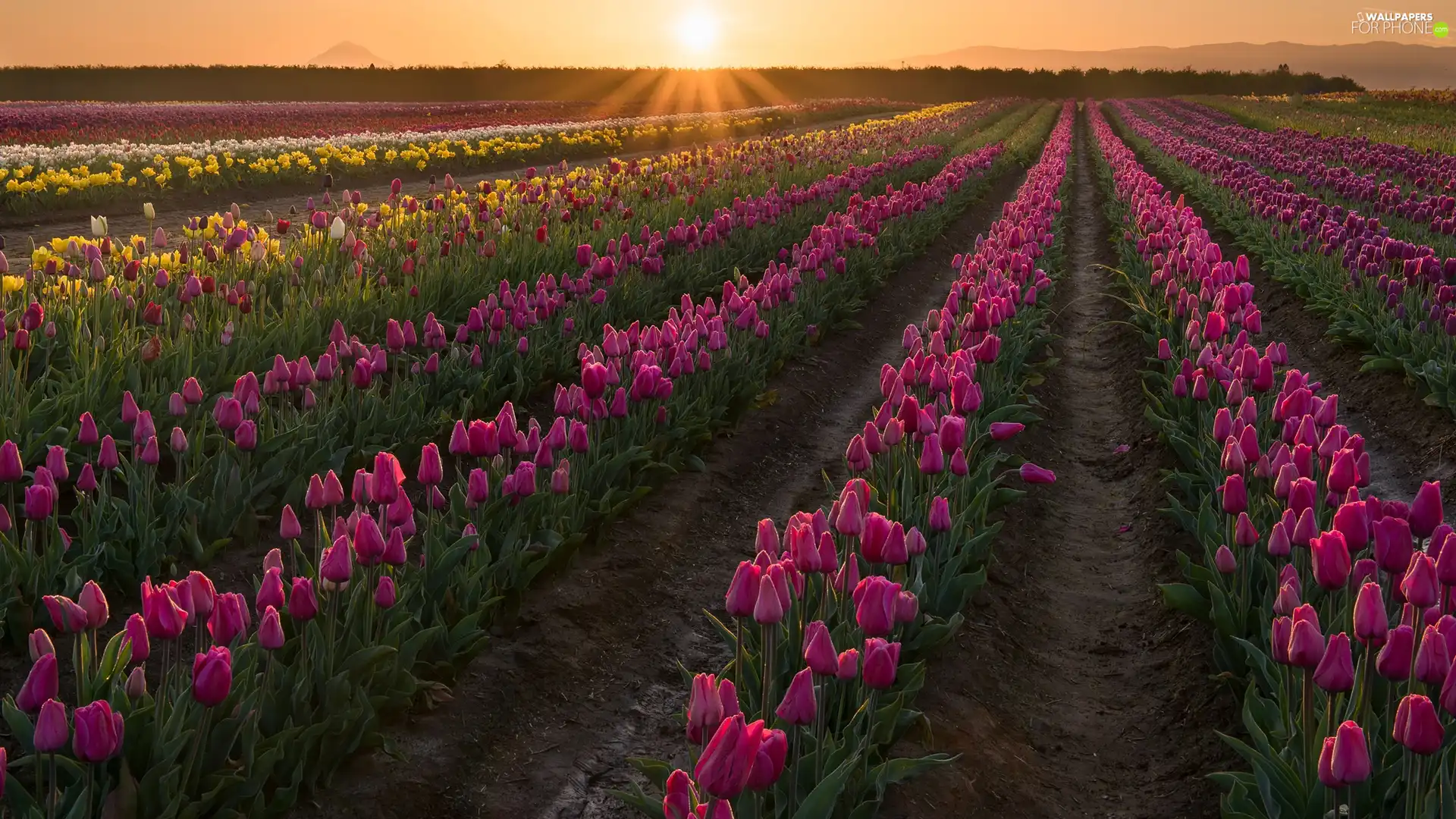 Flowers, Field, rays of the Sun, Tulips