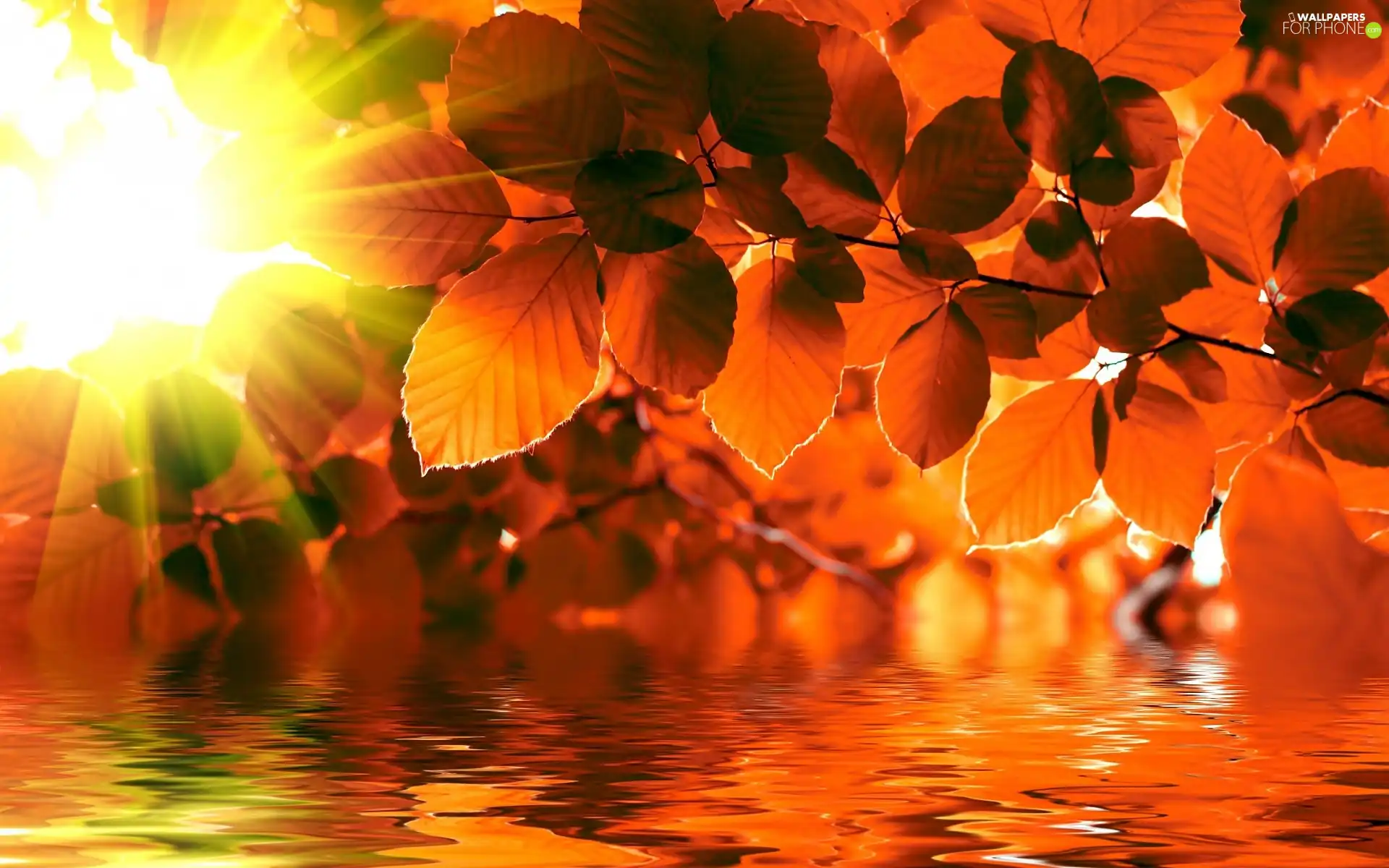 autumn, water, rays of the Sun, Leaf
