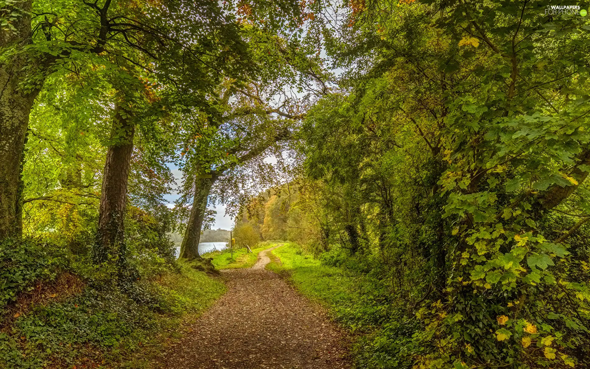 viewes, Path, green ones, trees, forest