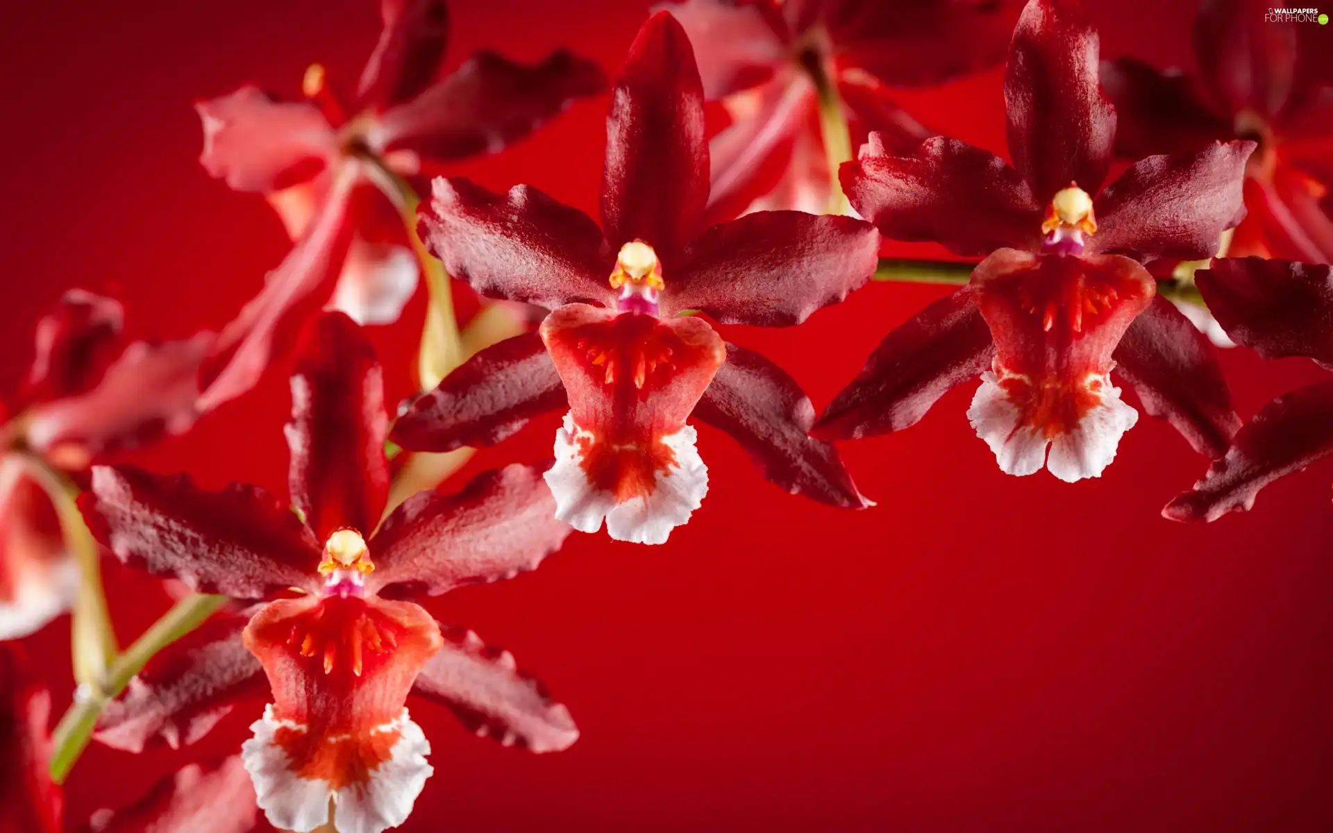 Red, orchids