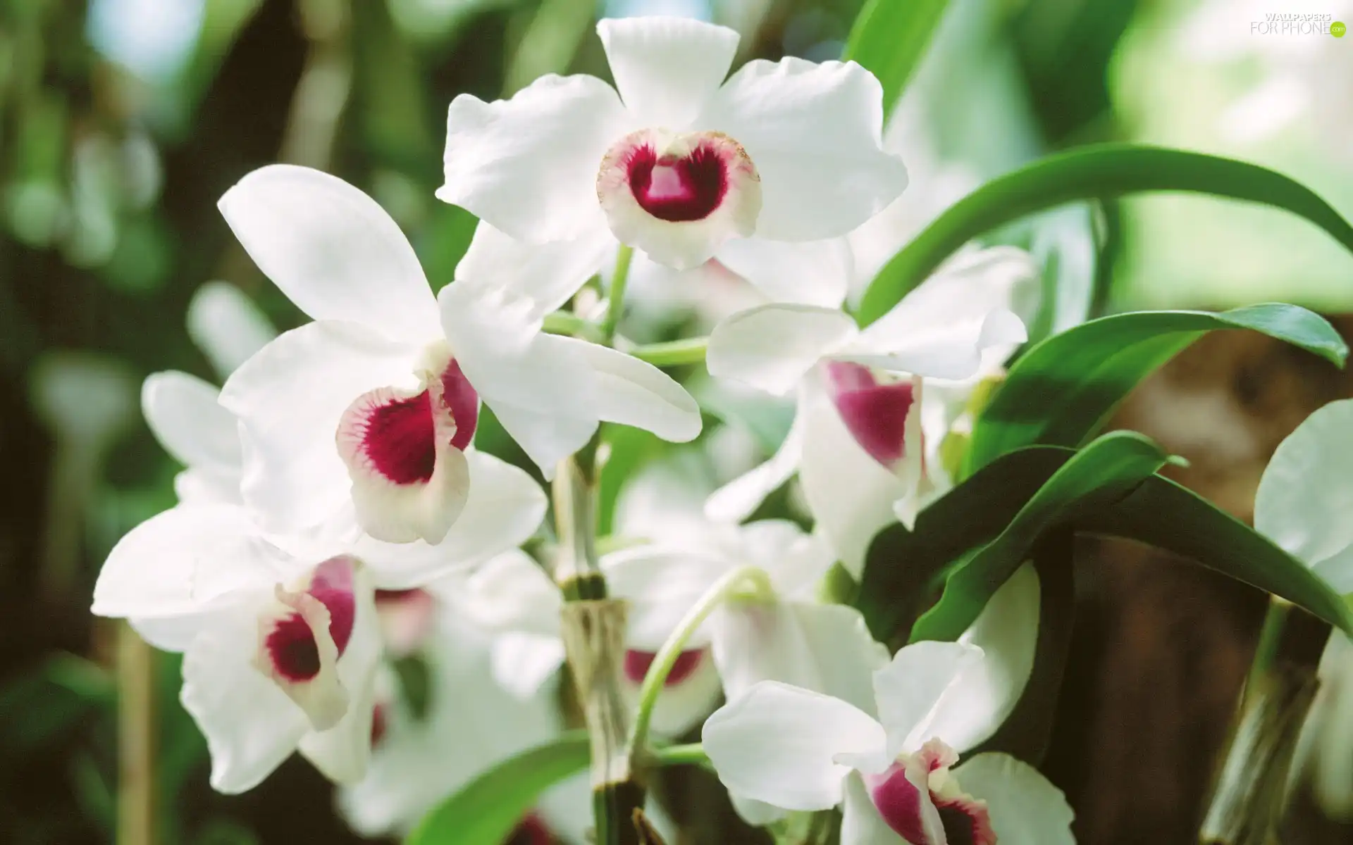White, orchids