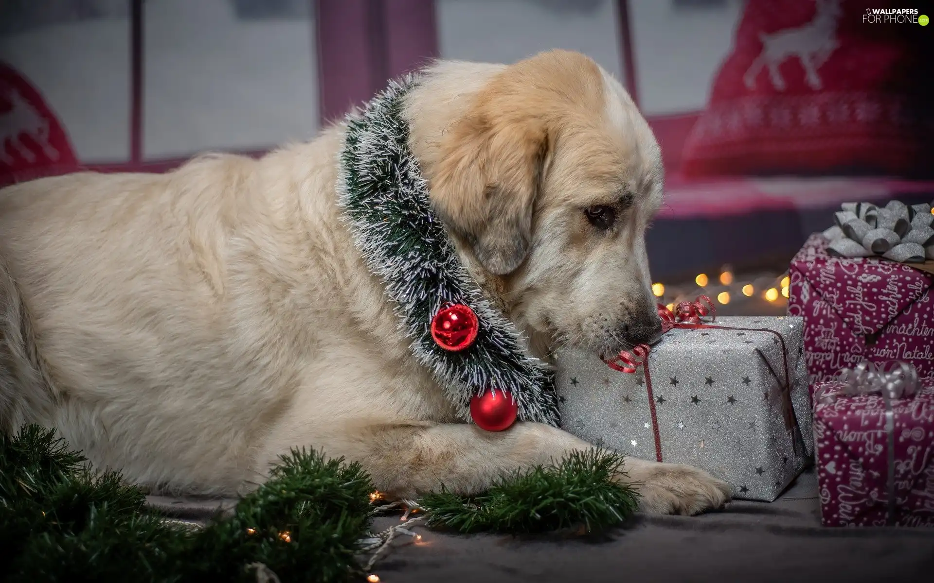 dog, Christmas, gifts, ornamentation