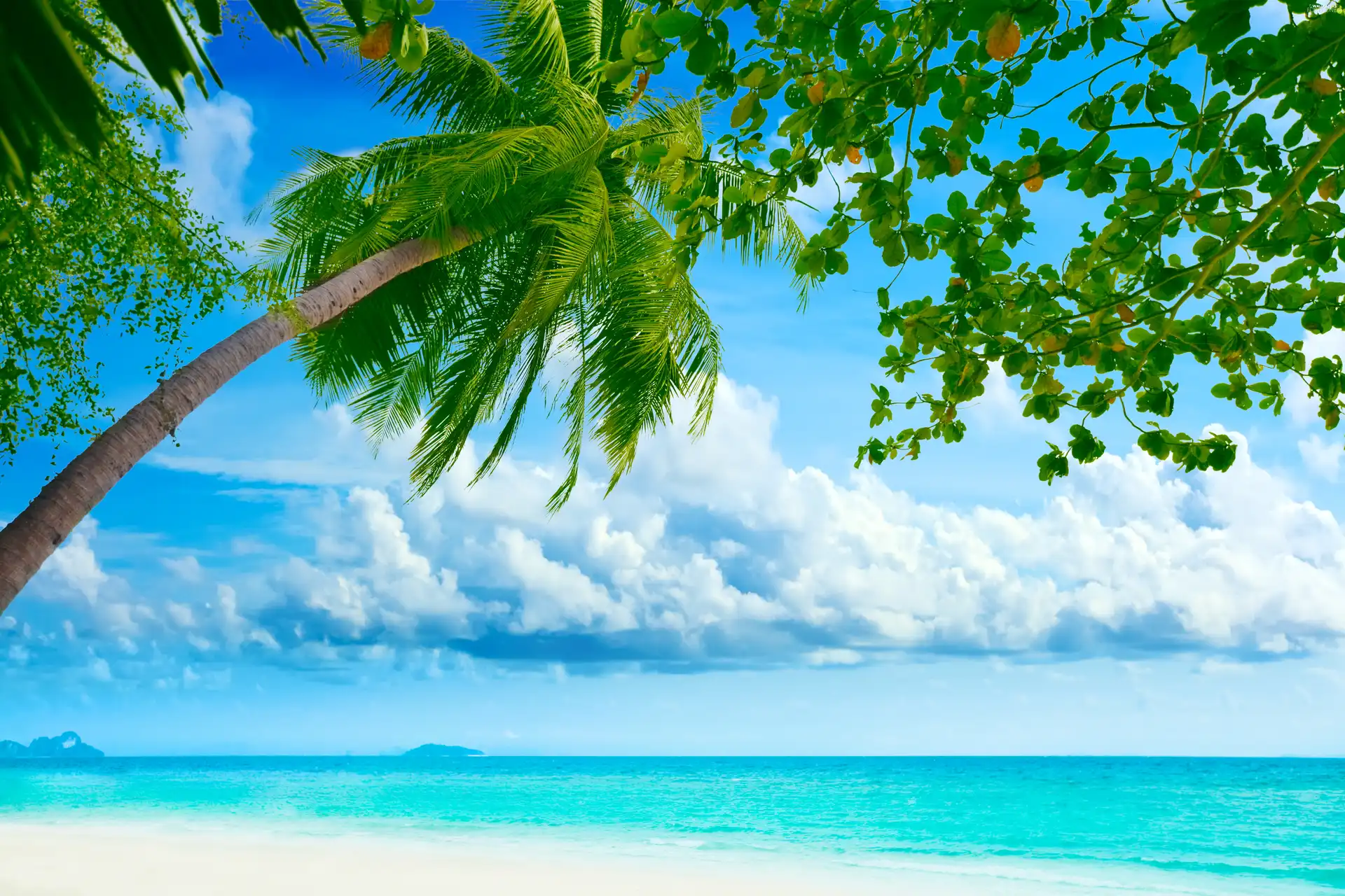 Palm, sea, Beaches