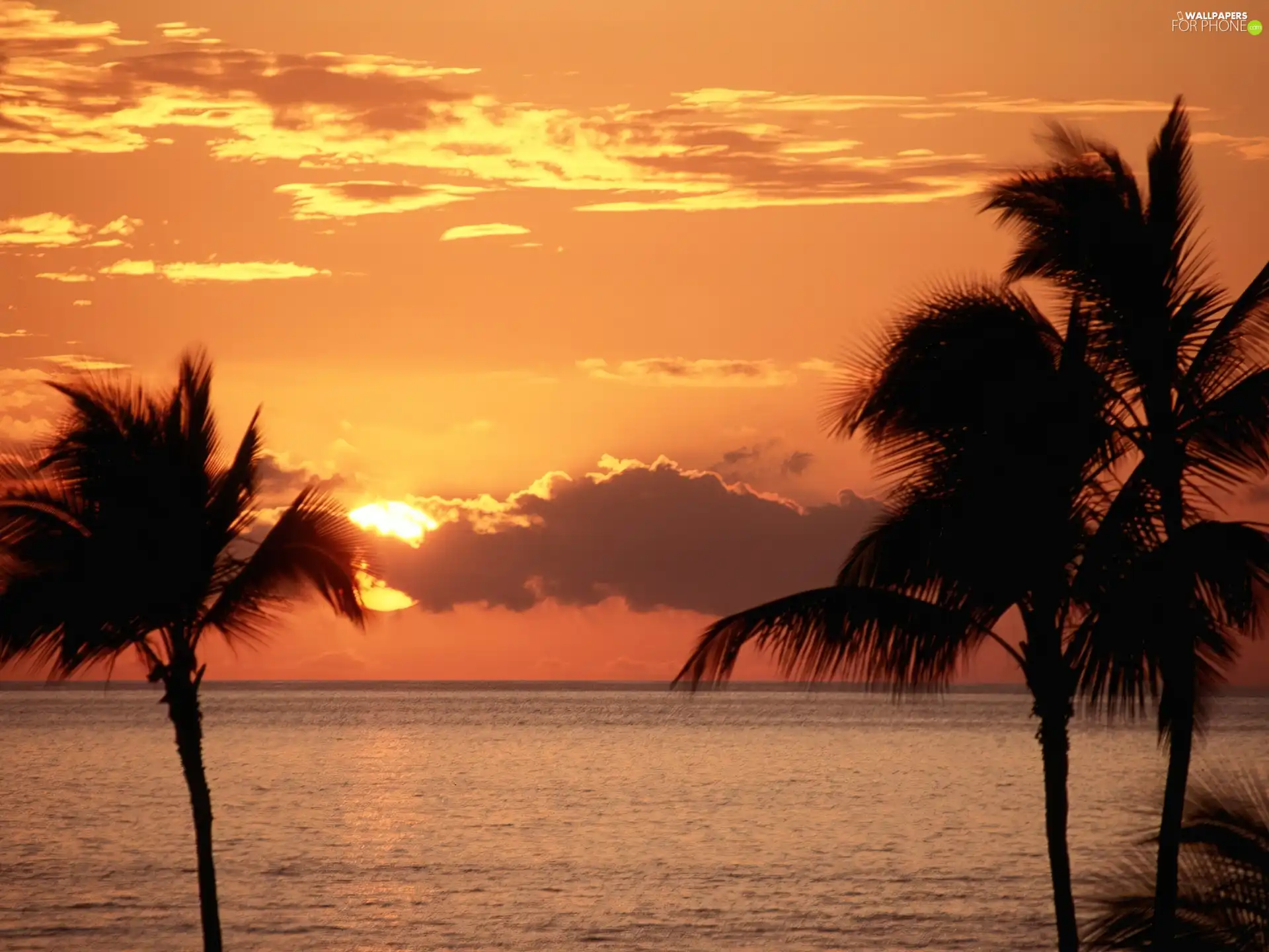 Palms, sea, sun, rays, west