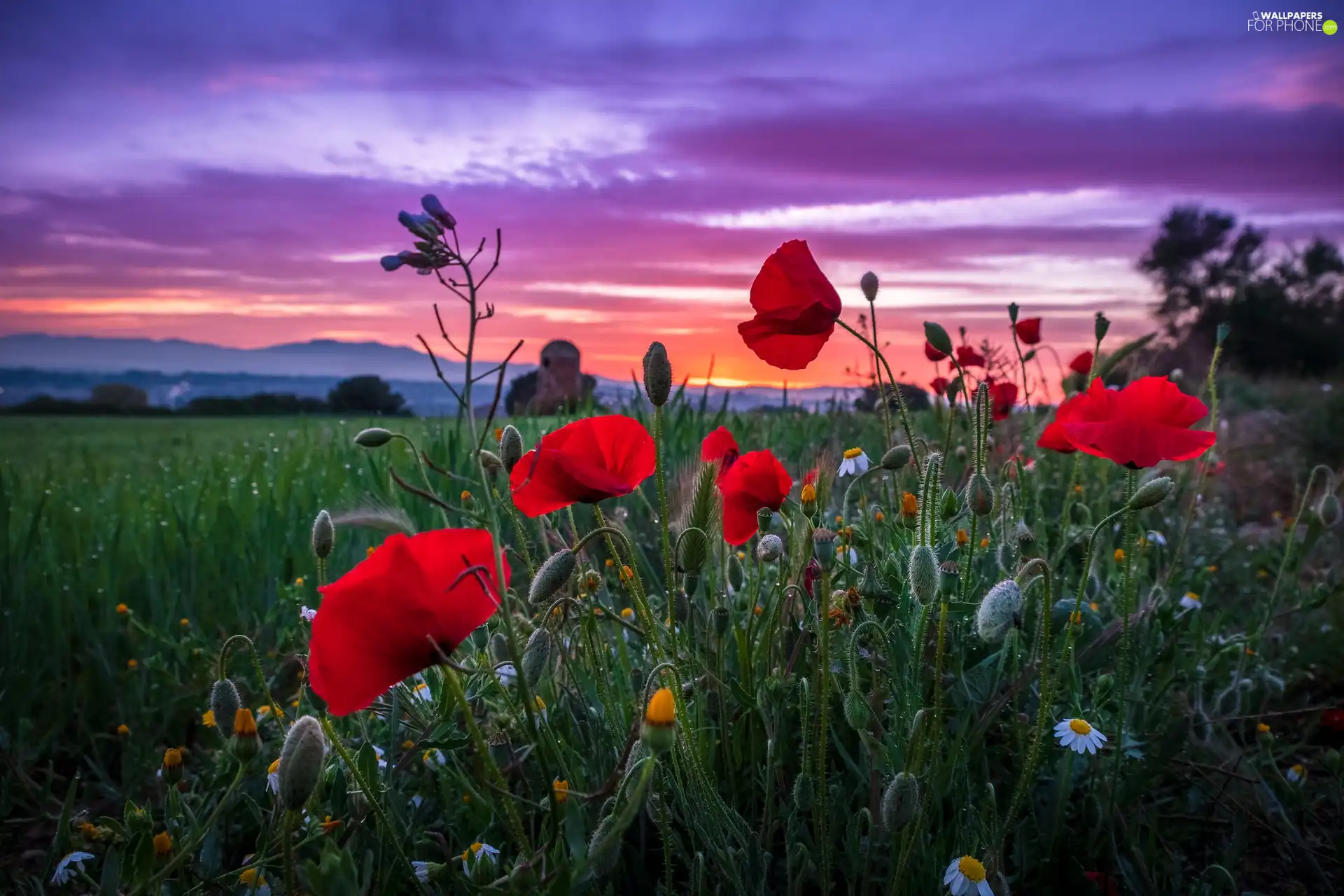 Sky, Great Sunsets, papavers, Field, Flowers
