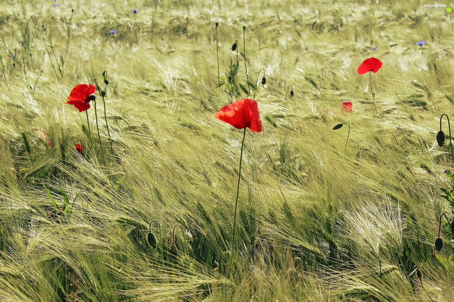 papavers, summer, cereals, Red, Field