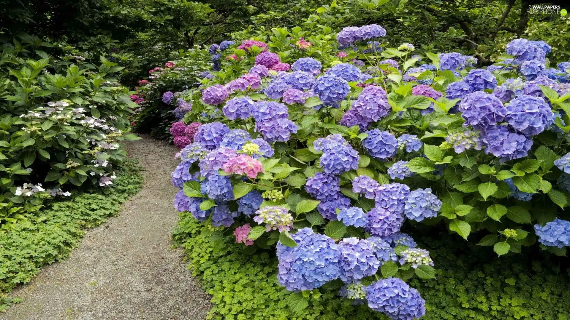 Path, Flowers, Hortense