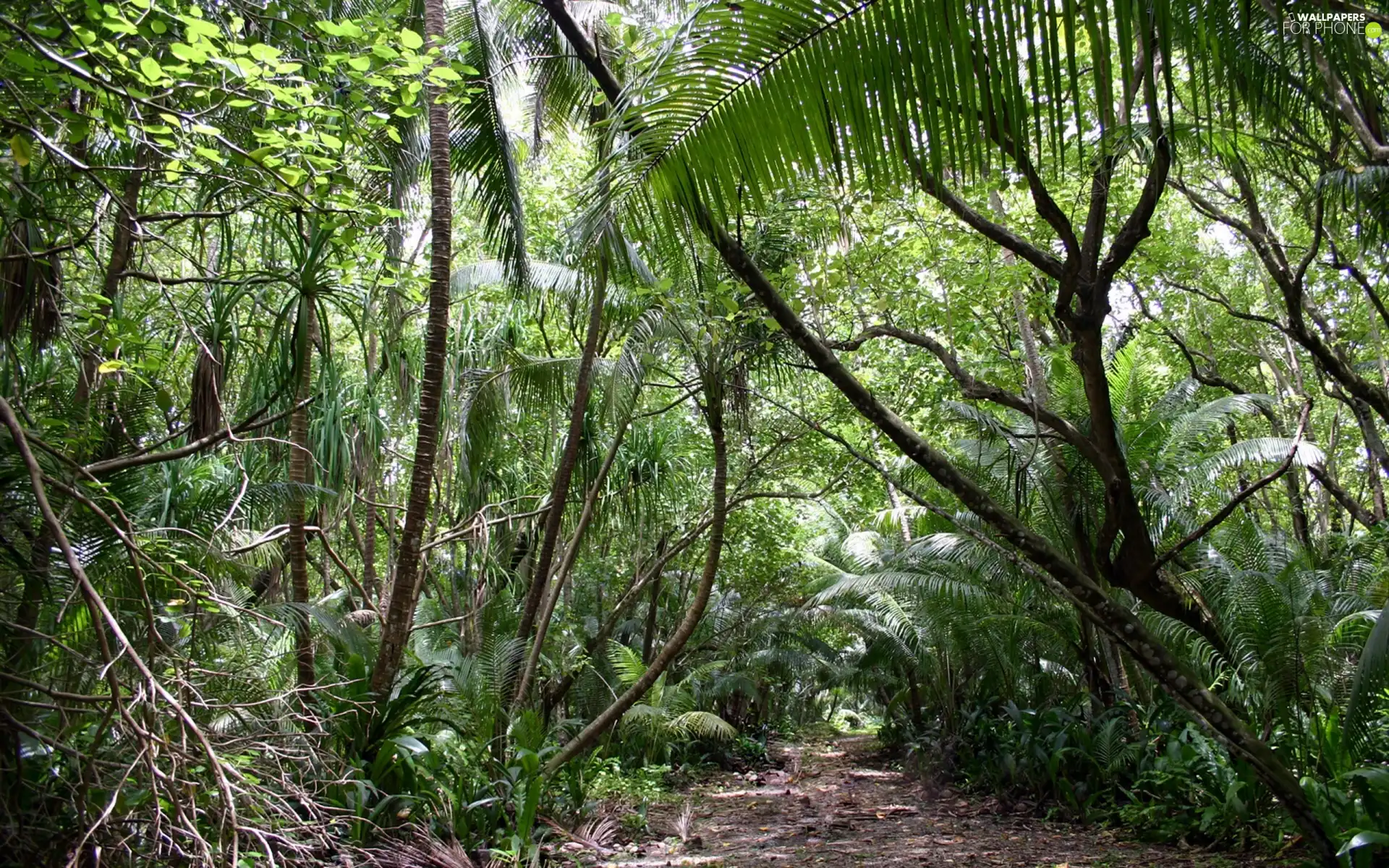 jungle, Path