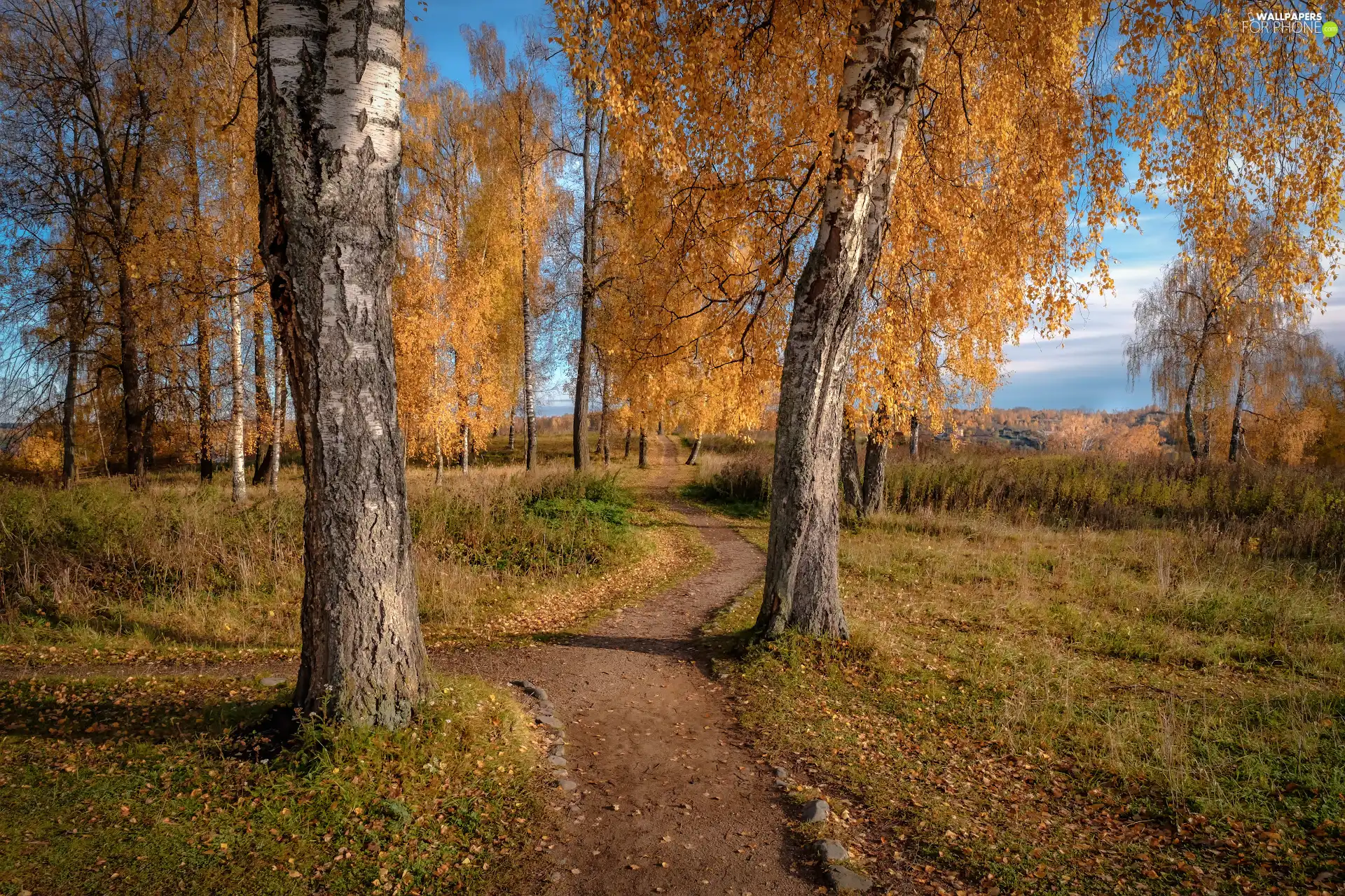 birch, Path, viewes, Autumn, trees