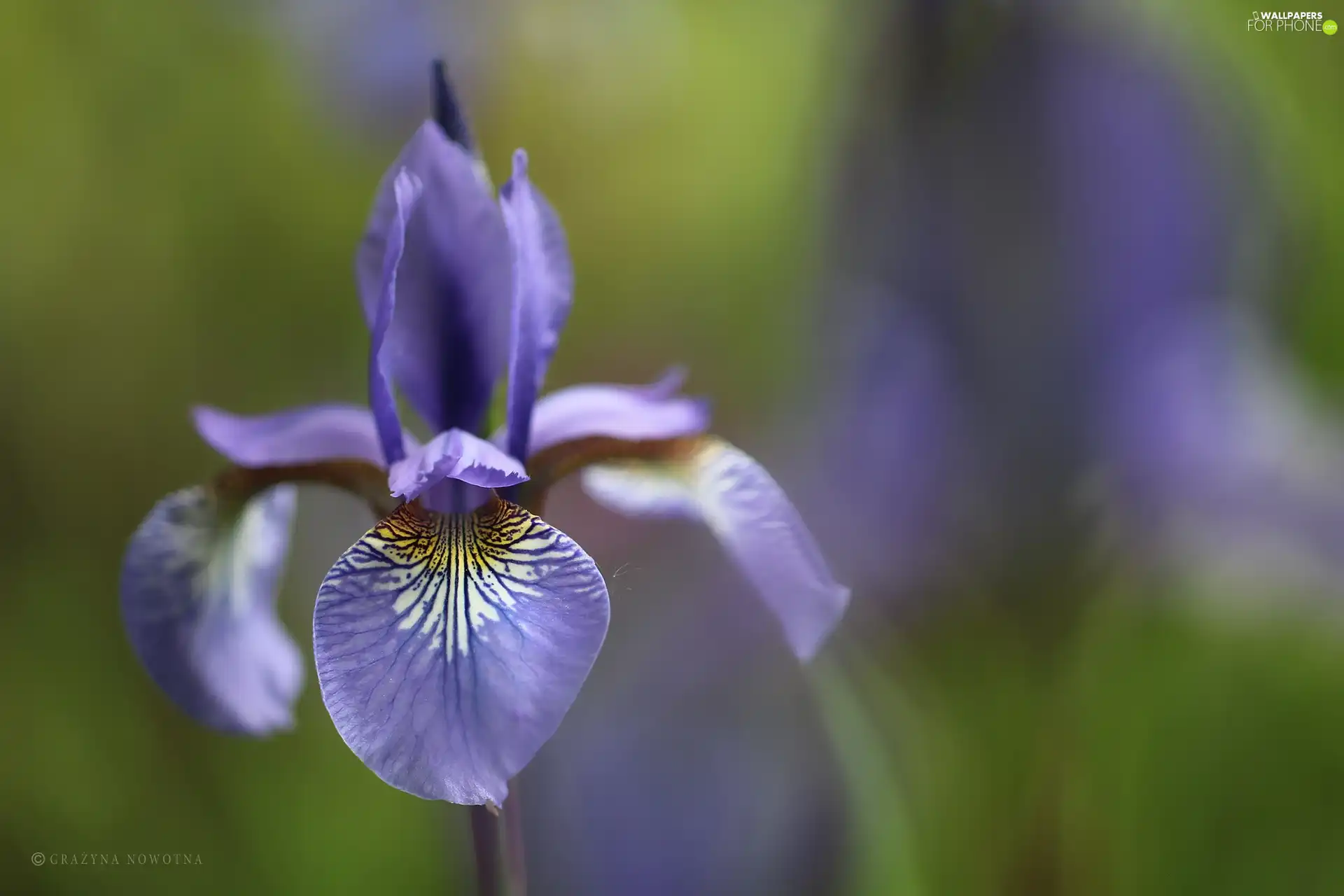 iris, Colourfull Flowers, petal, lilac