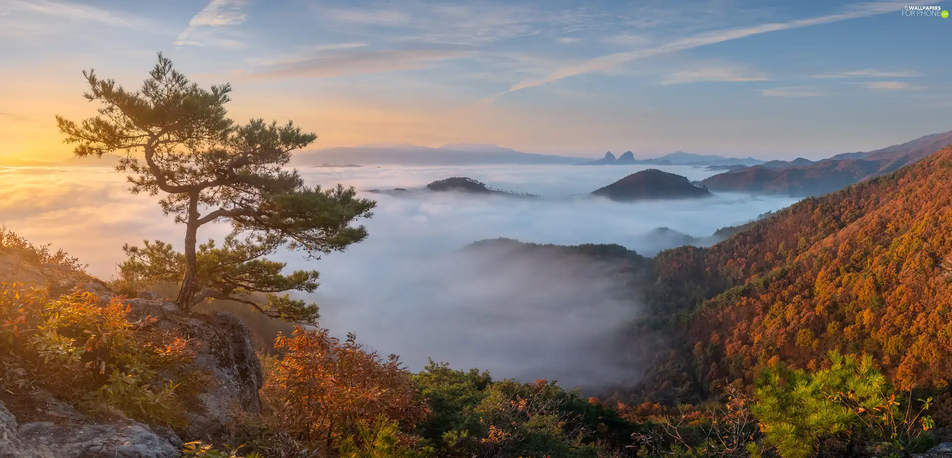 Fog, autumn, trees, pine, Sunrise, Mountains