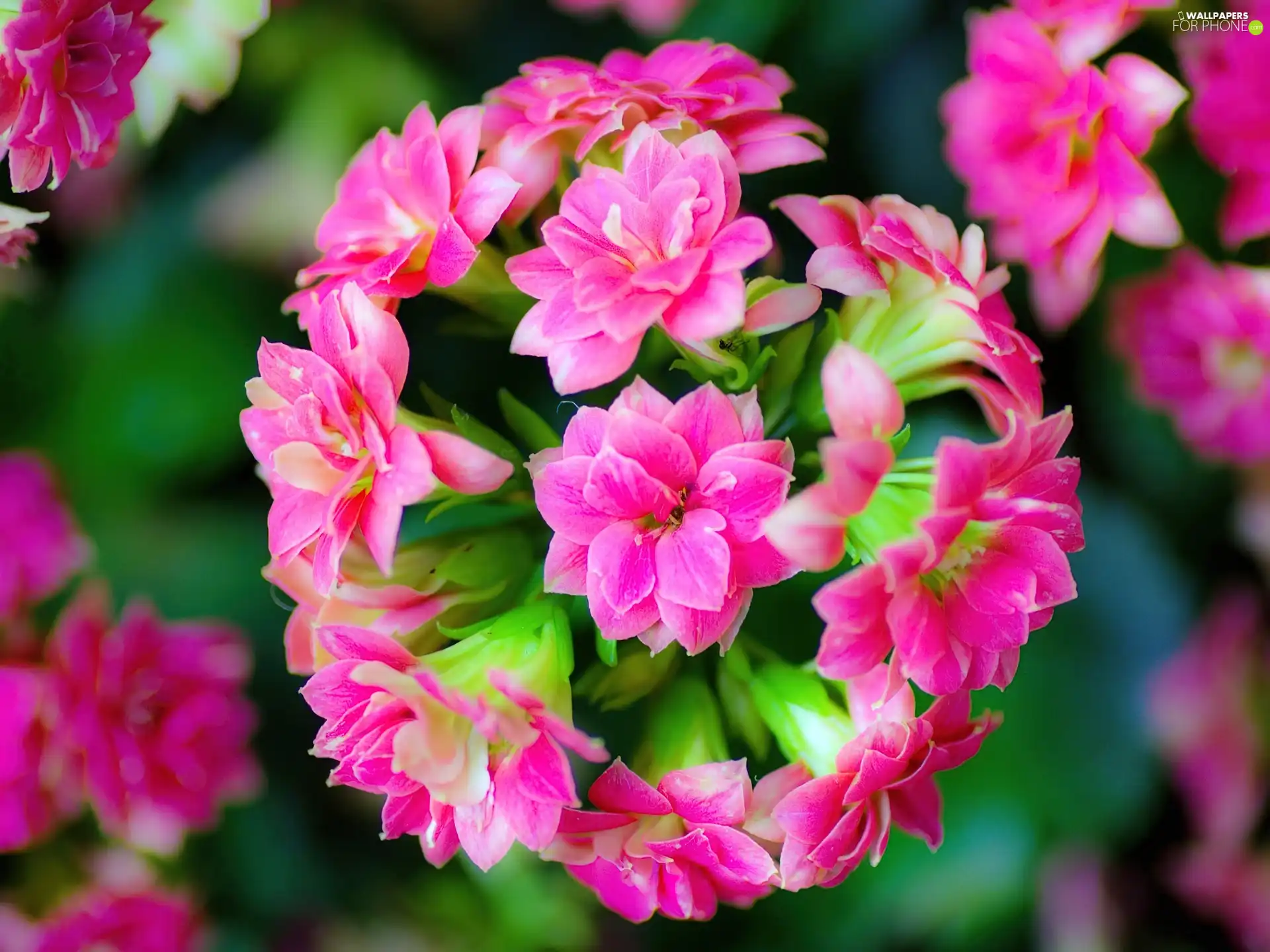 Kalanchoe, Colourfull Flowers, Pink