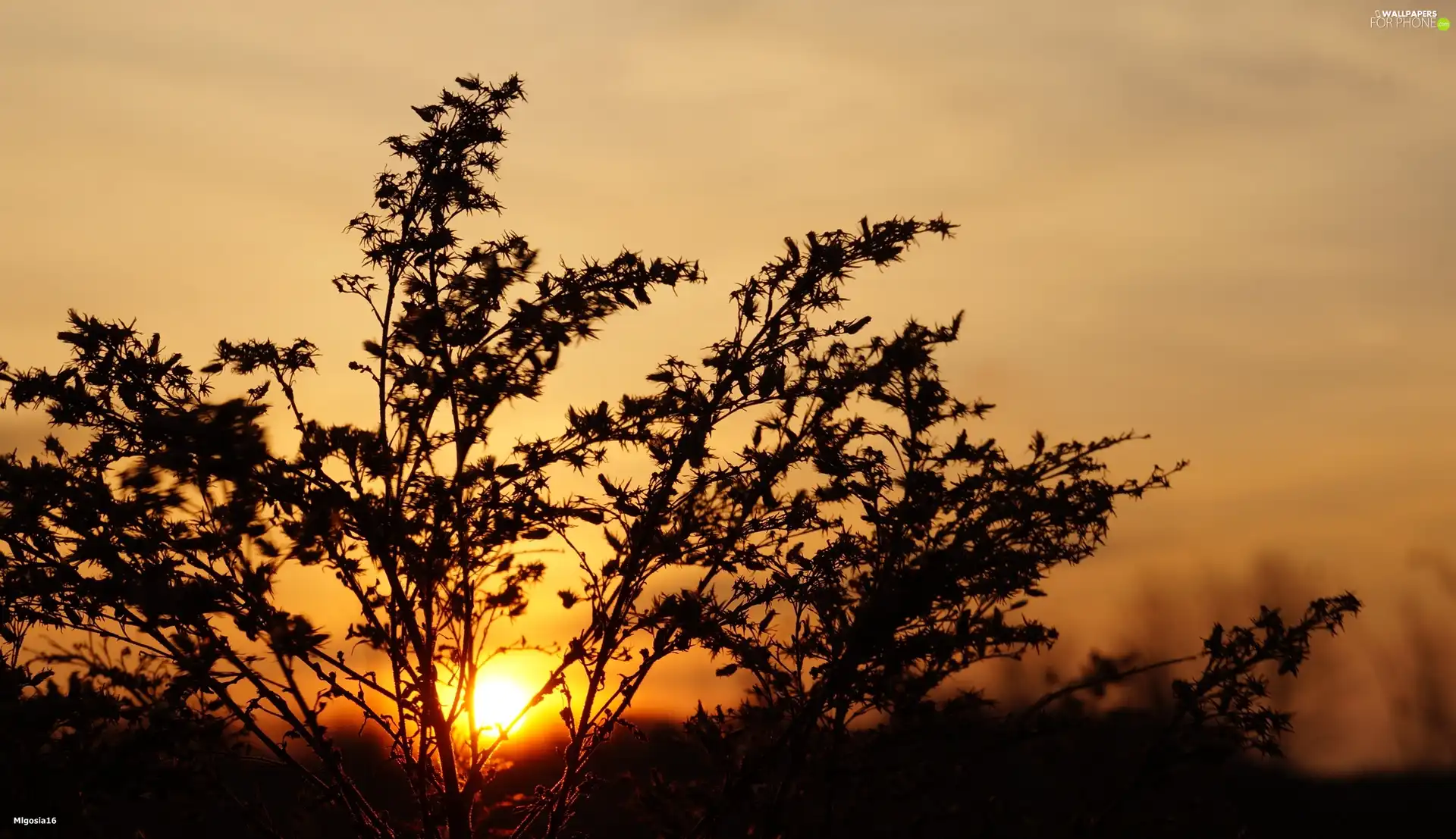Great Sunsets, withered, plant