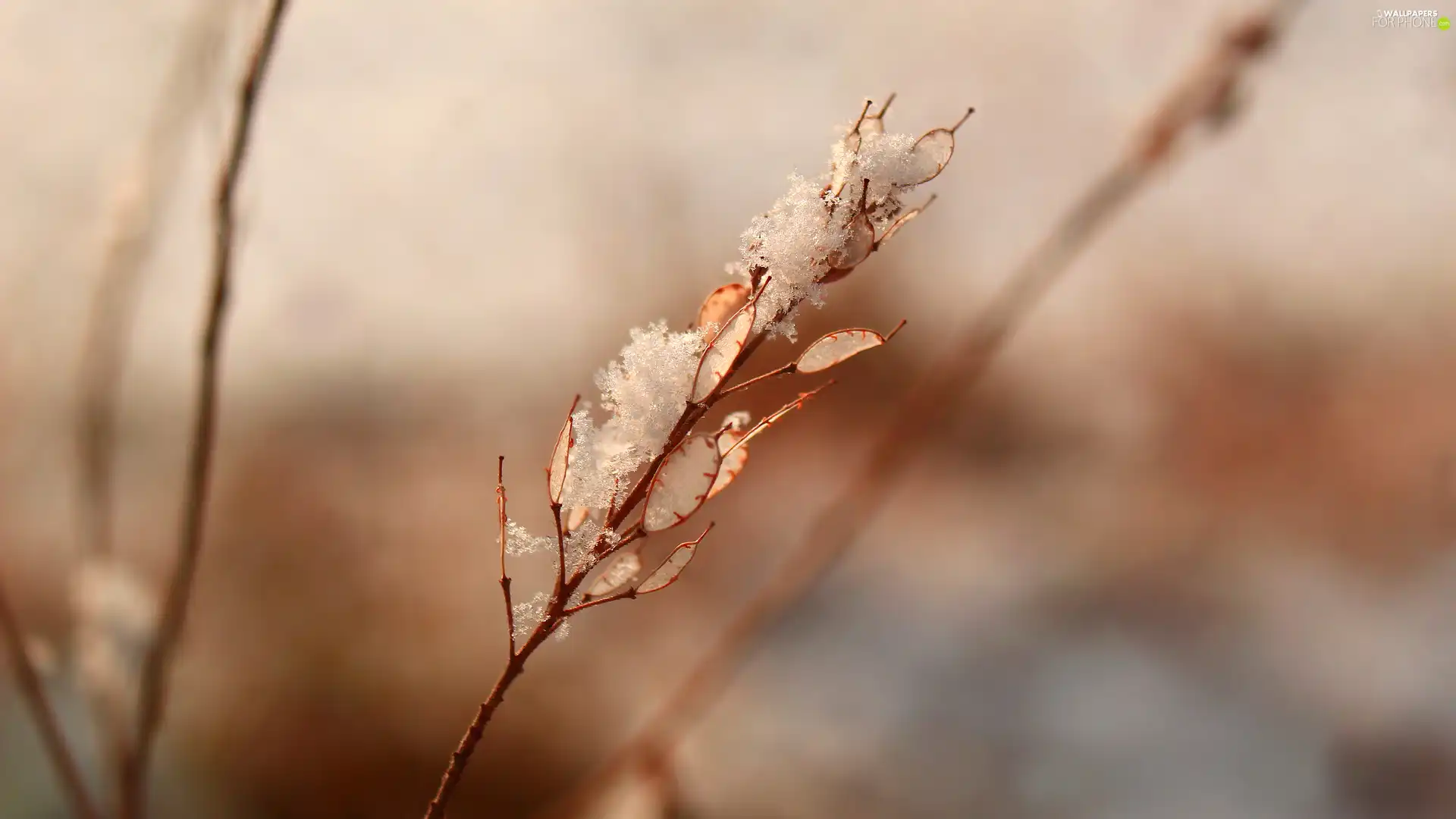rapprochement, blurry background, plant, snow, withered