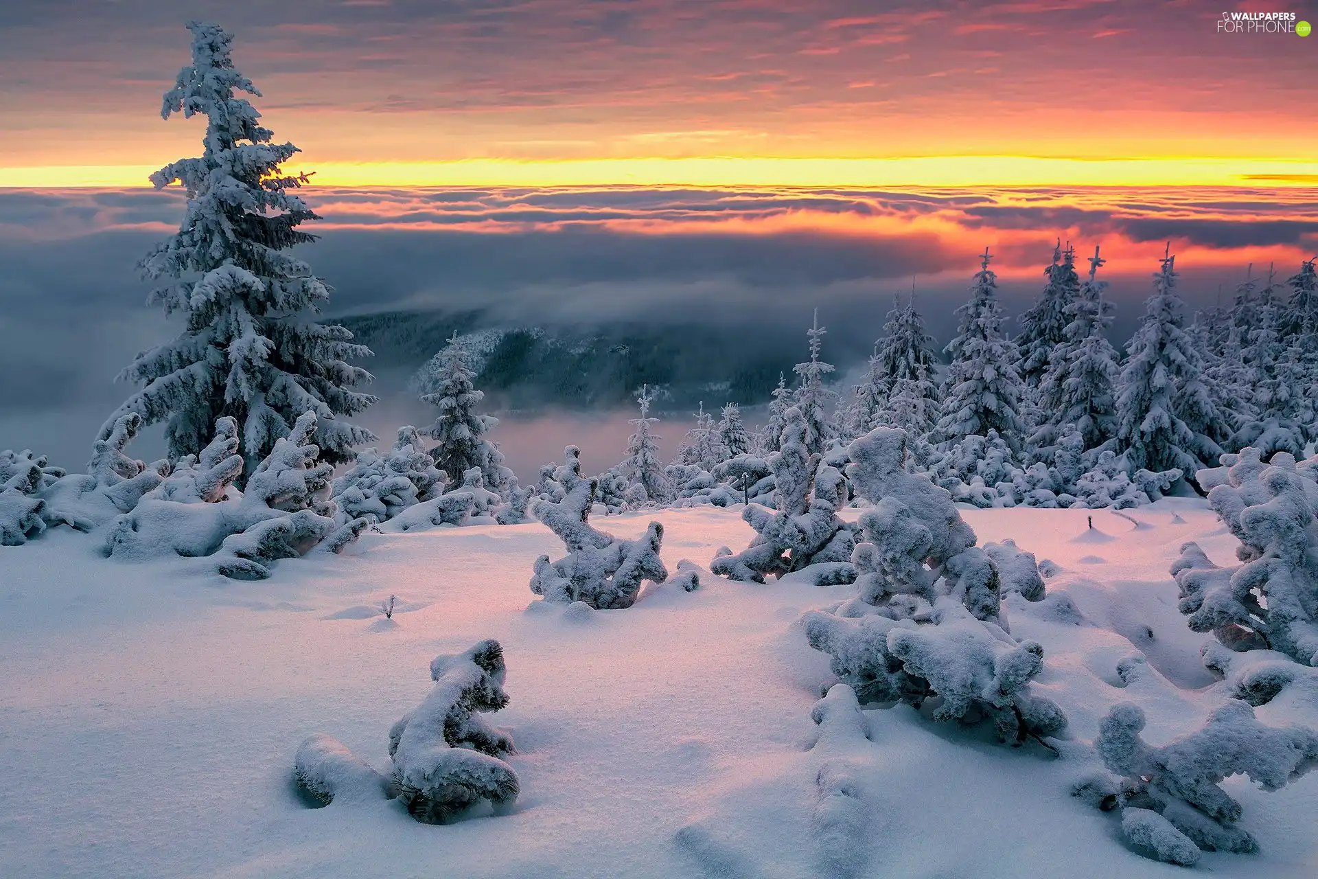 trees, Great Sunsets, Spruces, Snowy, winter, viewes, Plants