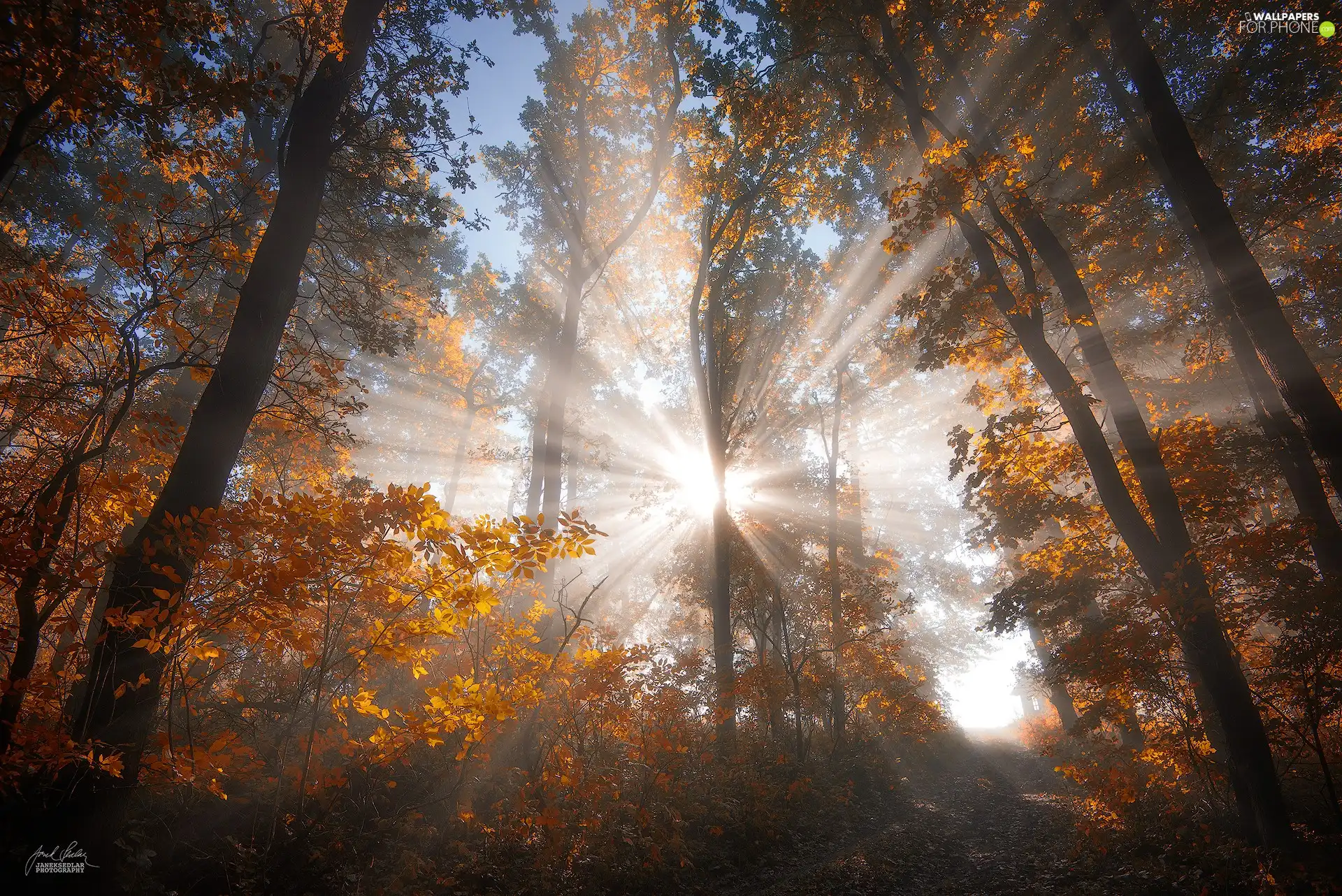forest, autumn, Przebijające, ligh, trees, viewes, flash, luminosity, sun
