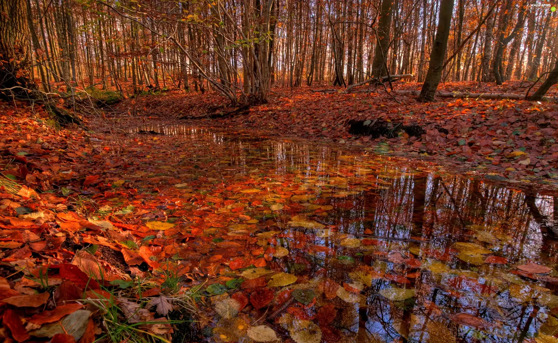 autumn, Leaf, puddle, forest