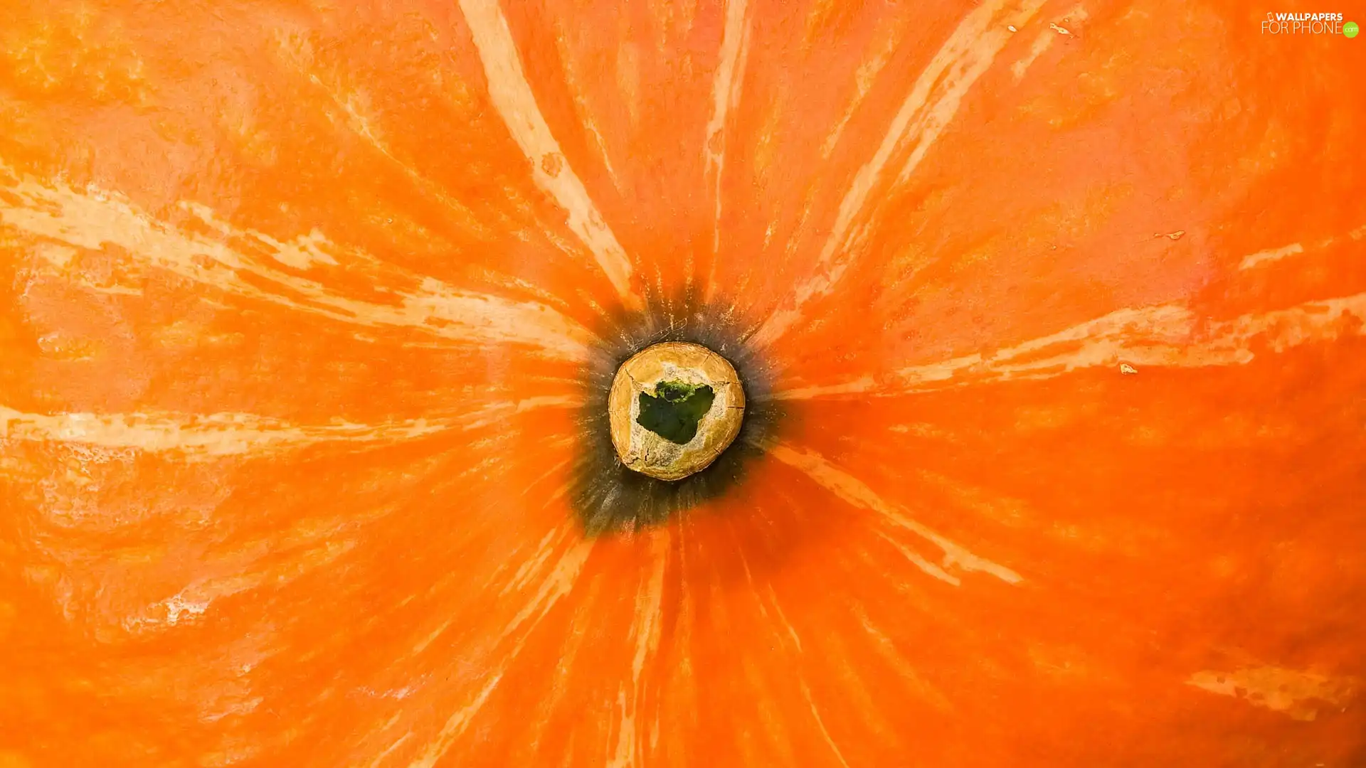 Centre, pumpkin