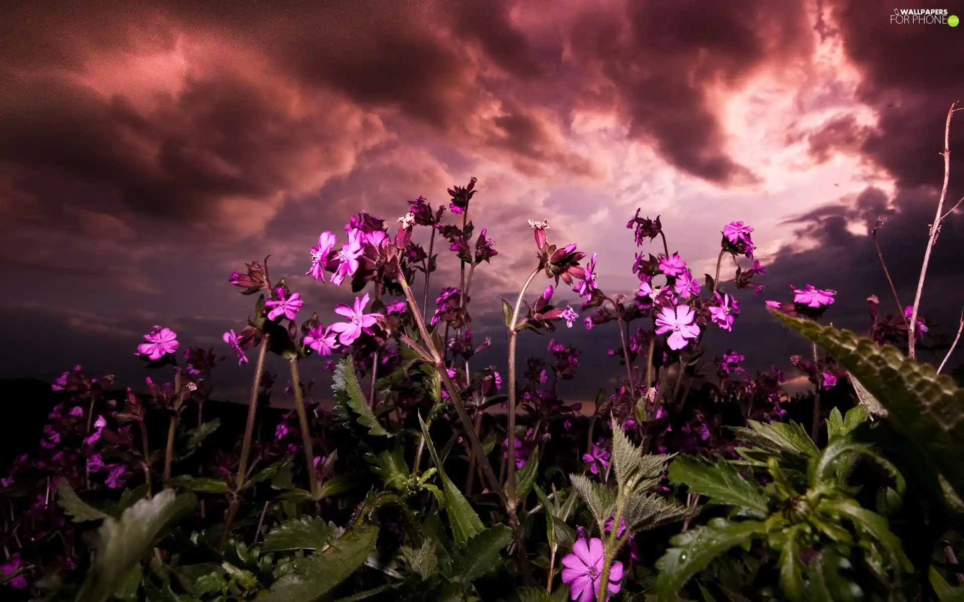Purple, Flowers, west, sun, clouds